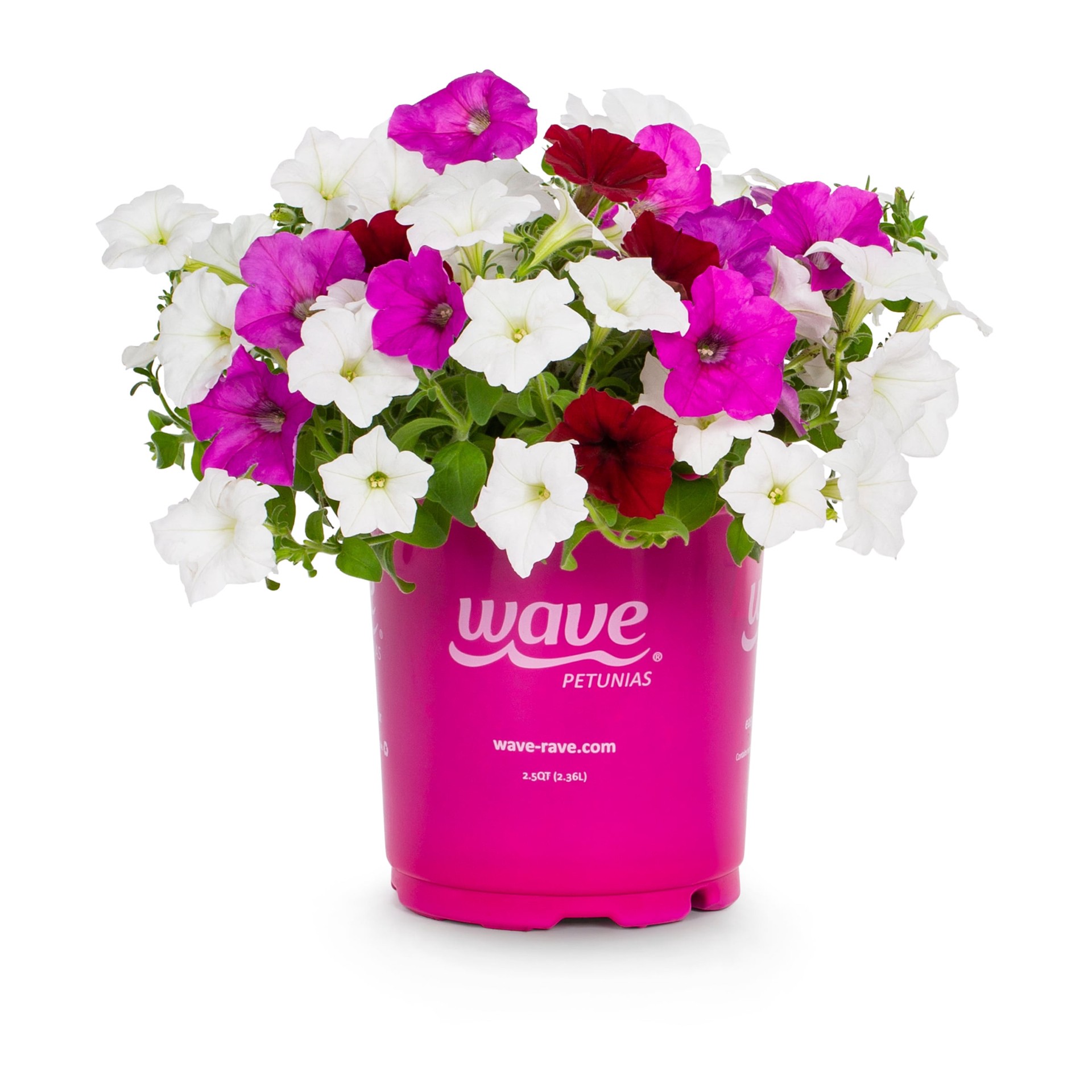 slide 1 of 4, Lowe's Multicolor Wave Series Petunia in 2 Quart(s) Pot 1 -Pack, 1 ct