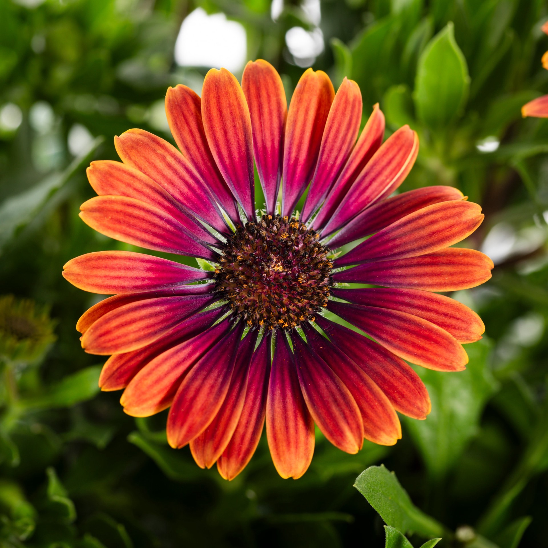 slide 2 of 4, Lowe's Multicolor African Daisy in 2 Gallon(s) Planter 1 -Pack, 1 ct