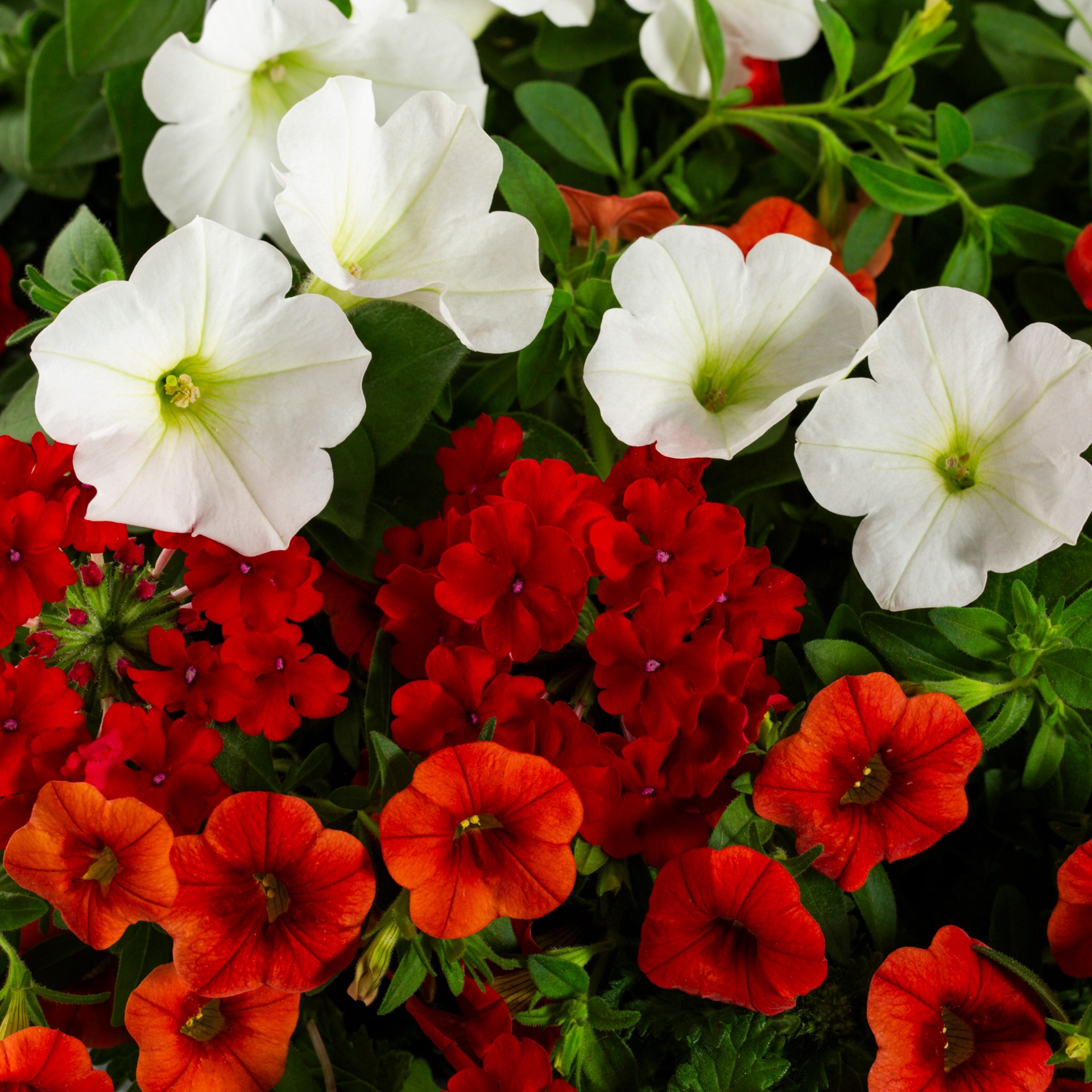 slide 2 of 3, Lowe's Multicolor Mixed Annuals Combinations in 2-Gallon Hanging Basket, 1 ct