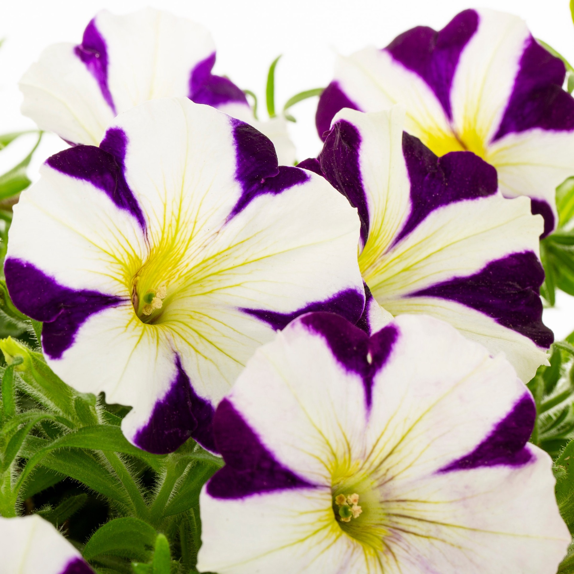 slide 2 of 4, Lowe's Multicolor Petunia in 2 Quart(s) Planter 1 -Pack, 1 ct