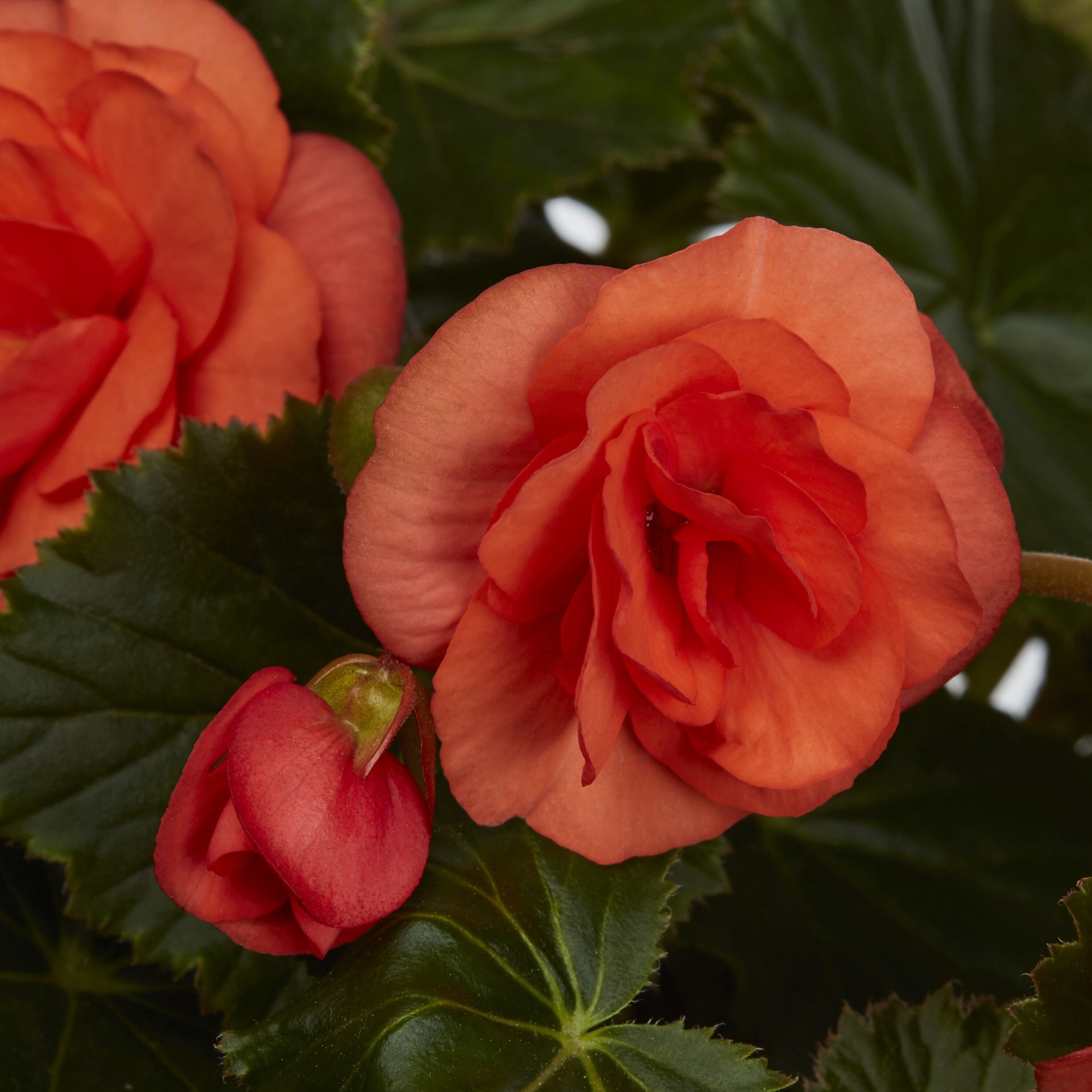 slide 2 of 5, Lowe's Multicolor Begonia in 1.5 Gallon(s) Hanging basket, 1 ct