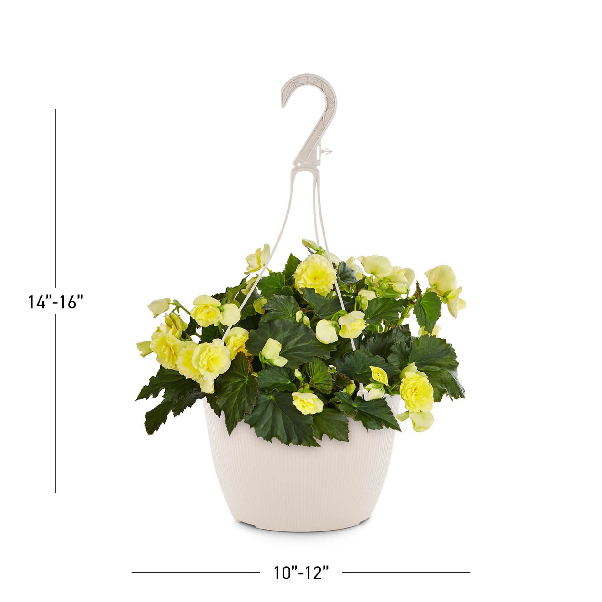 slide 3 of 5, Lowe's Multicolor Begonia in 1.5 Gallon(s) Hanging basket, 1 ct