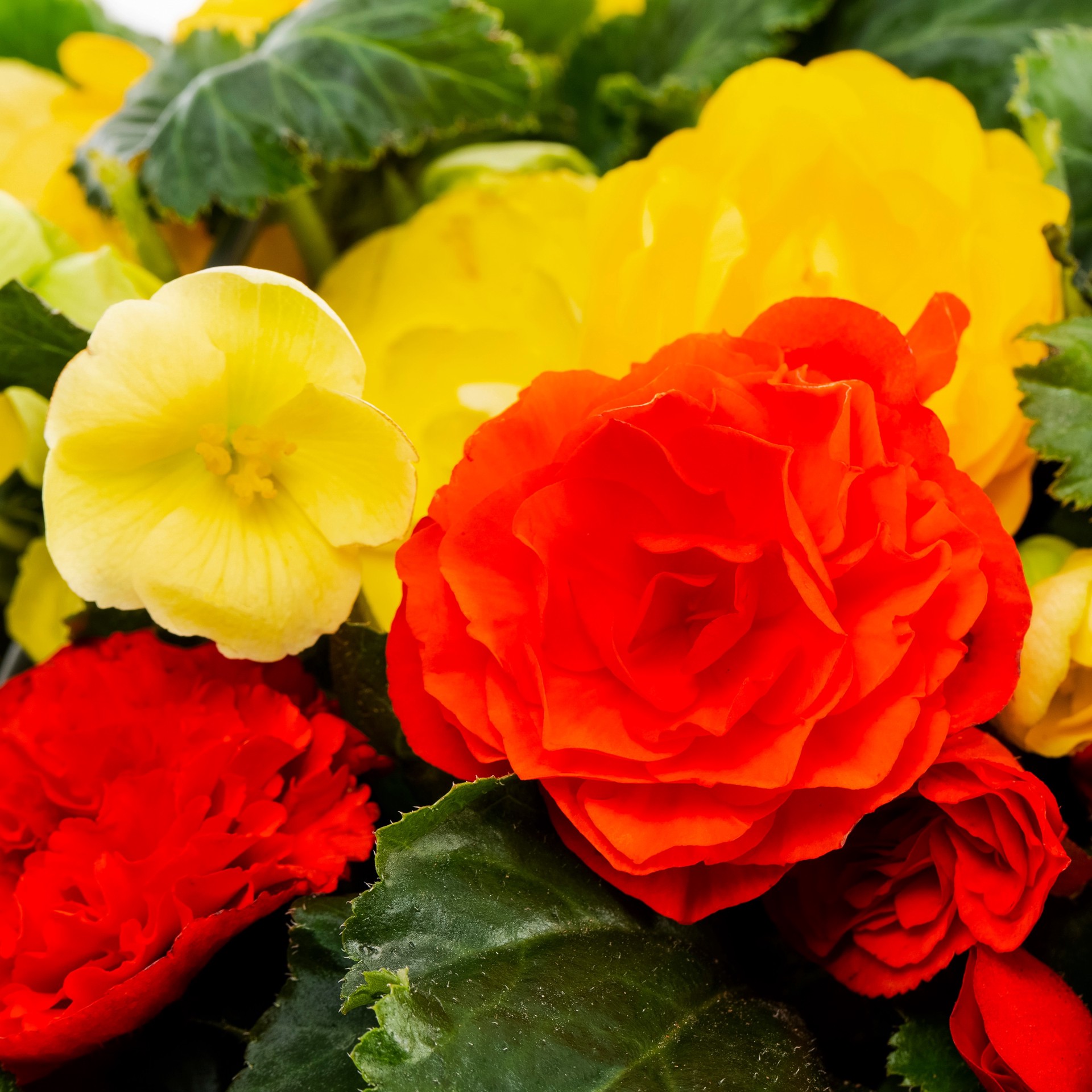 slide 4 of 5, Lowe's Multicolor Begonia in 1.5 Gallon(s) Hanging basket, 1 ct