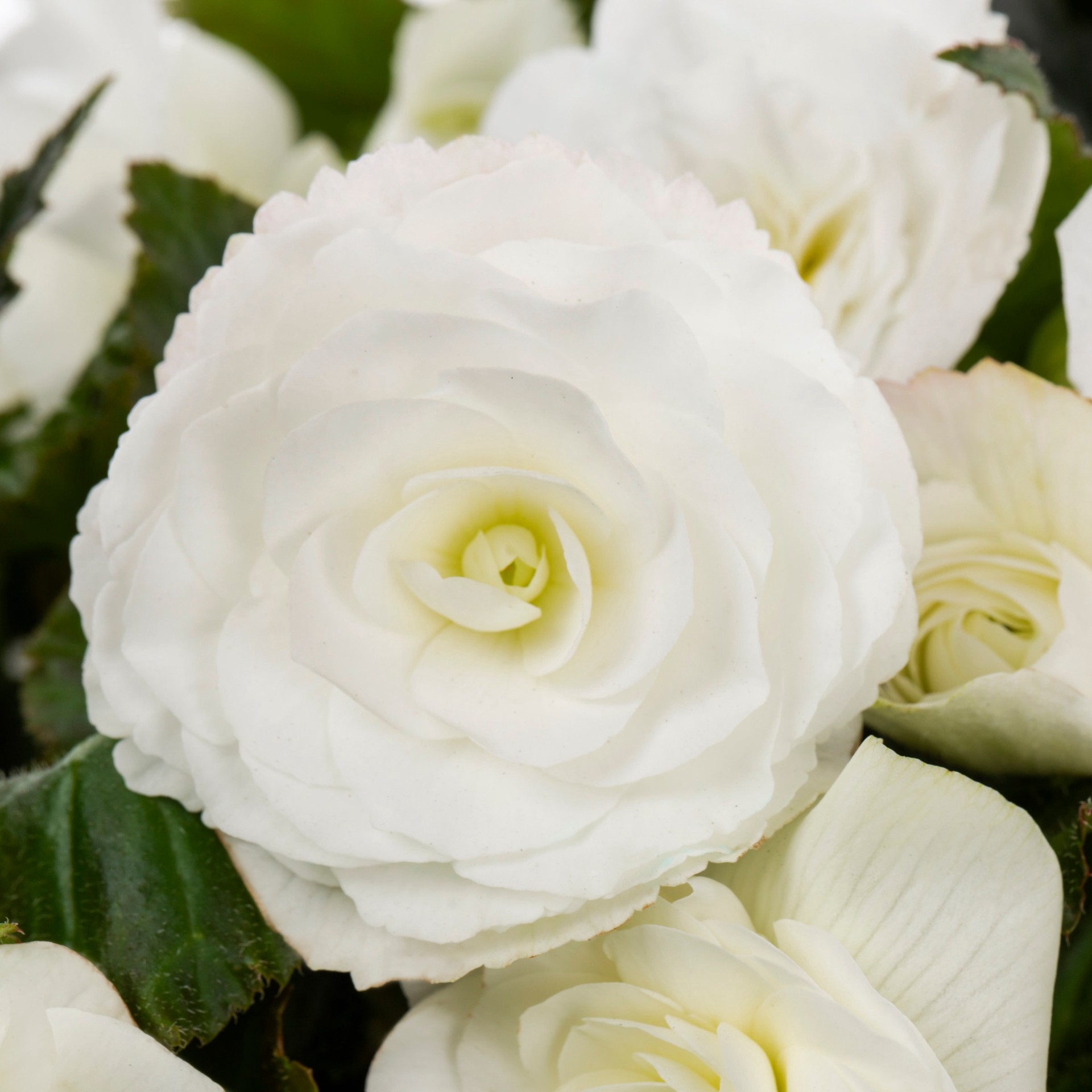 slide 5 of 5, Lowe's Multicolor Begonia in 1.5 Gallon(s) Hanging basket, 1 ct