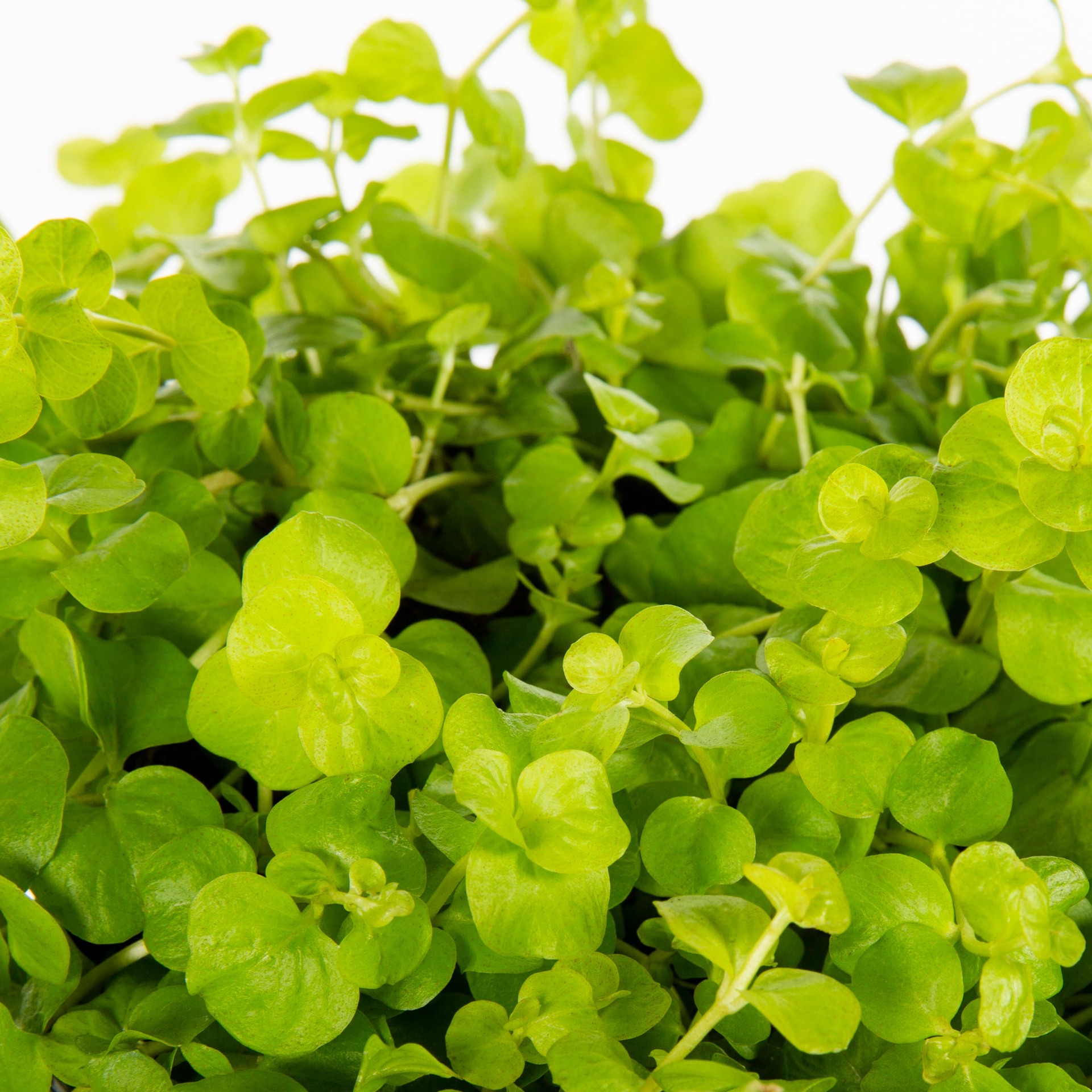 slide 2 of 4, Lowe's Yellow Creeping Jenny in 2 Quart(s) Pot 1 -Pack, 1 ct