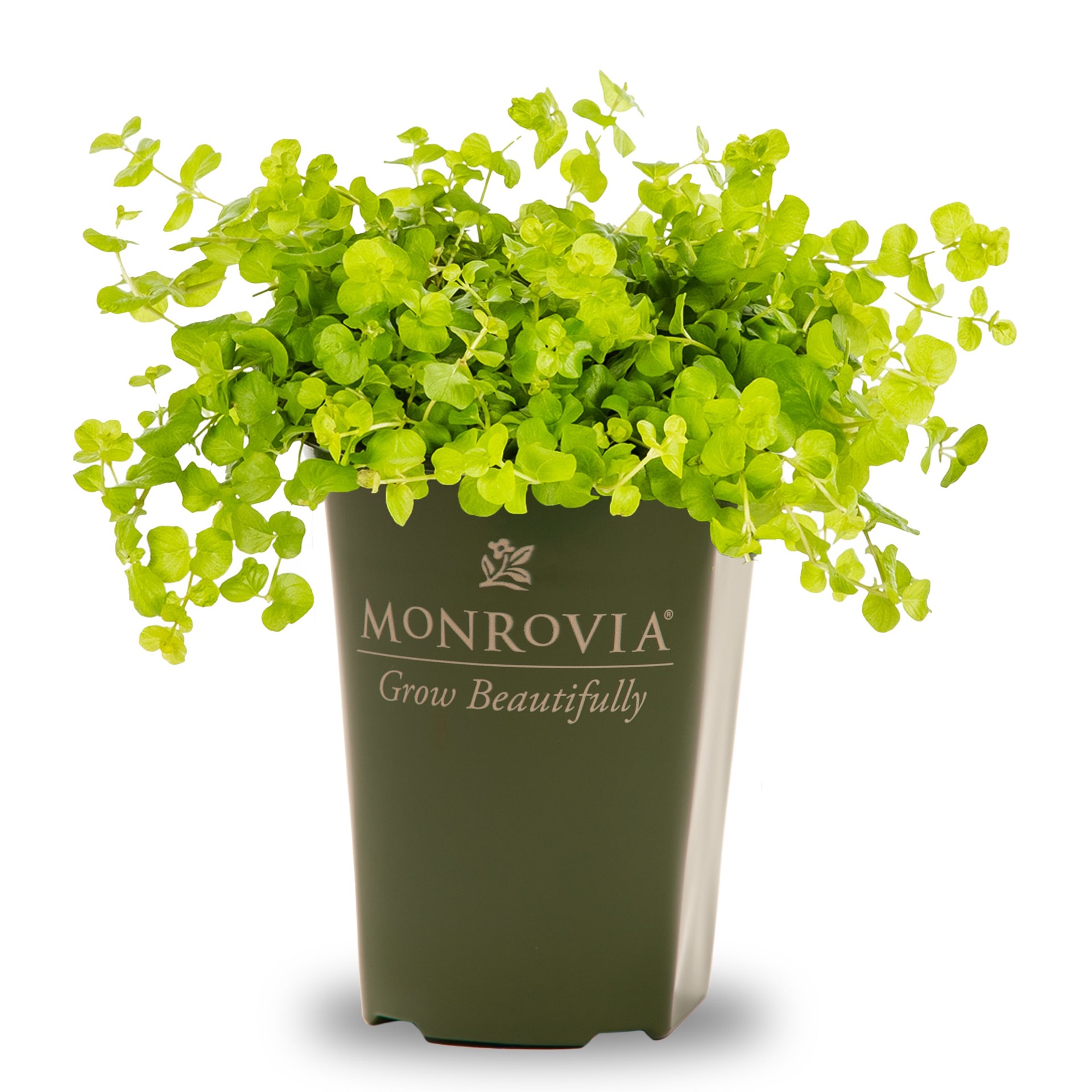 slide 1 of 4, Lowe's Yellow Creeping Jenny in 2 Quart(s) Pot 1 -Pack, 1 ct