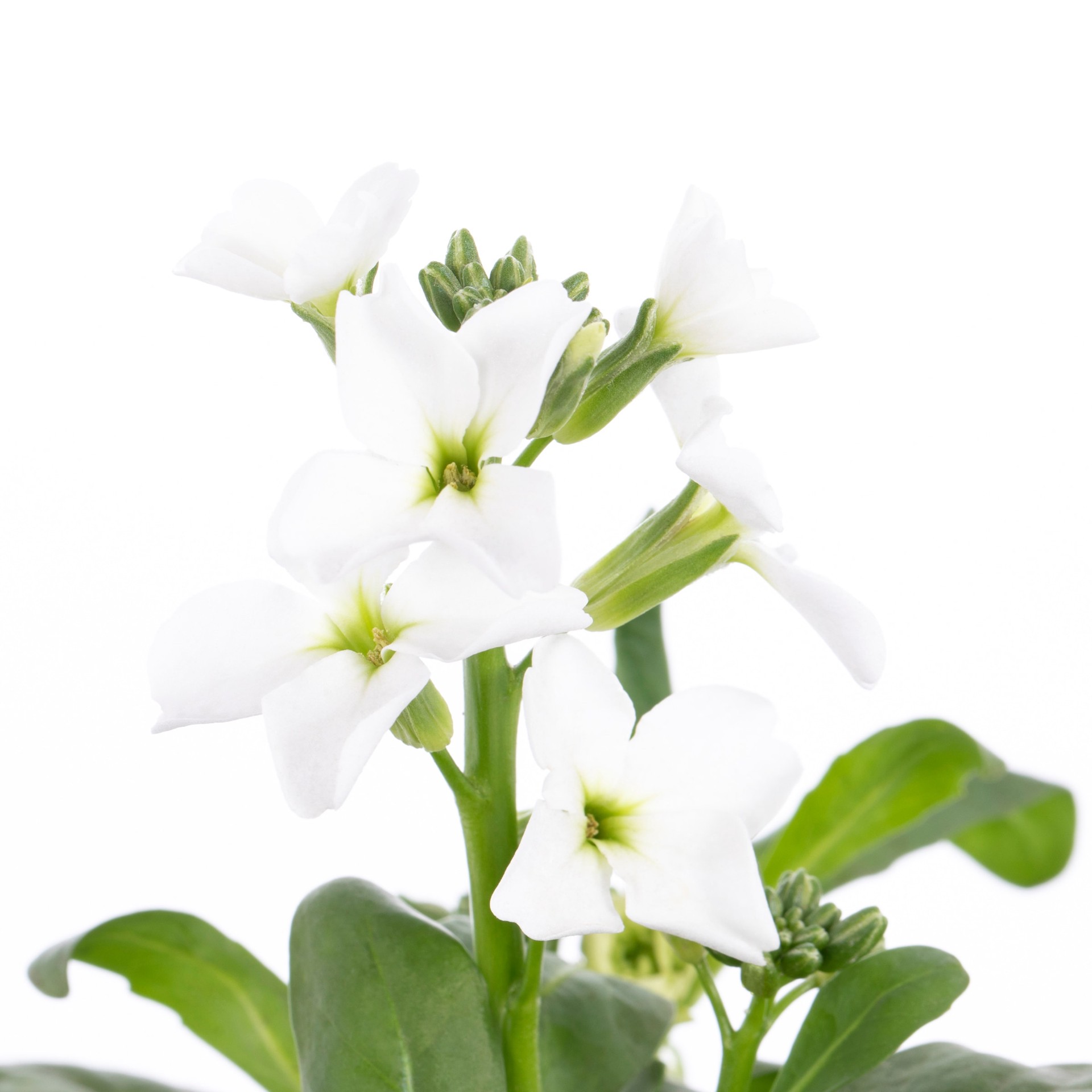 slide 2 of 4, Lowe's Multicolor Stock Flower in 2 Quart(s) Pot 1 -Pack, 1 ct