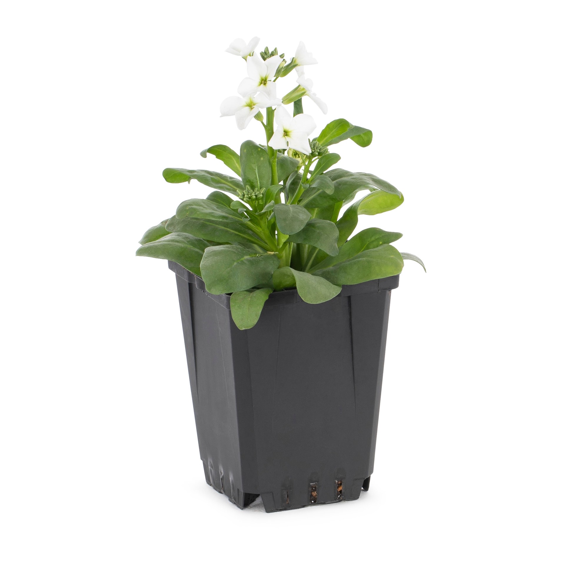 slide 1 of 4, Lowe's Multicolor Stock Flower in 2 Quart(s) Pot 1 -Pack, 1 ct