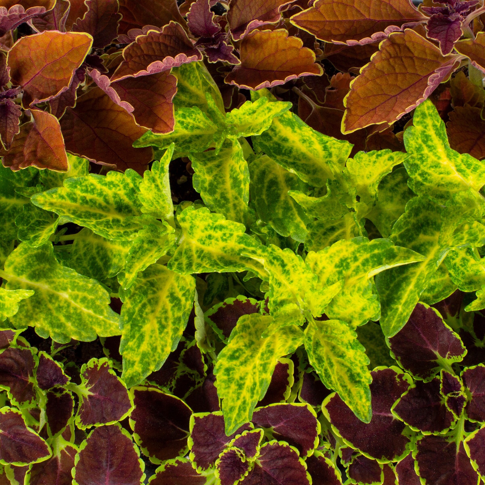 slide 2 of 4, Lowe's Lavender Coleus in 9-Pack Tray 9-Pack, 1 ct