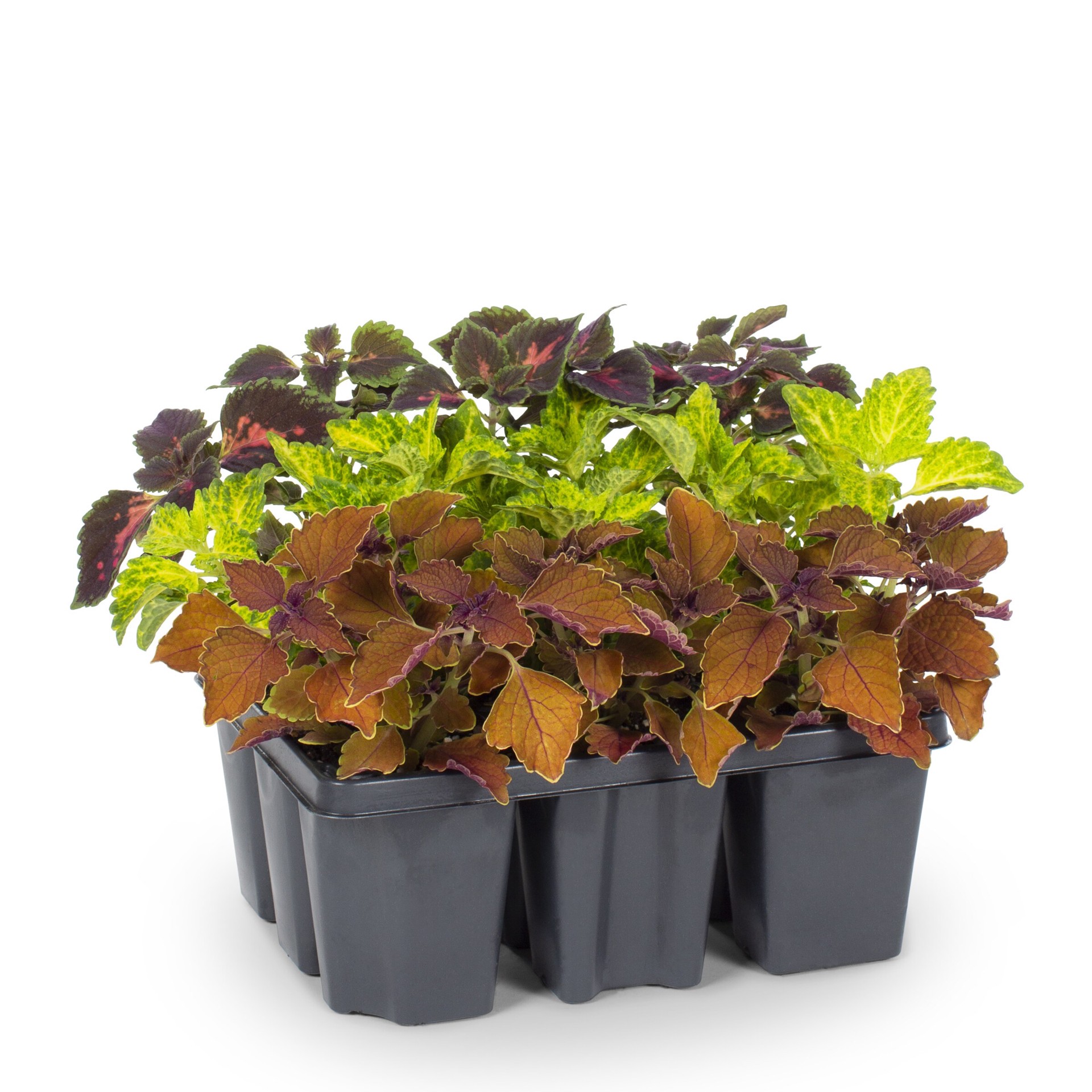 slide 3 of 4, Lowe's Lavender Coleus in 9-Pack Tray 9-Pack, 1 ct
