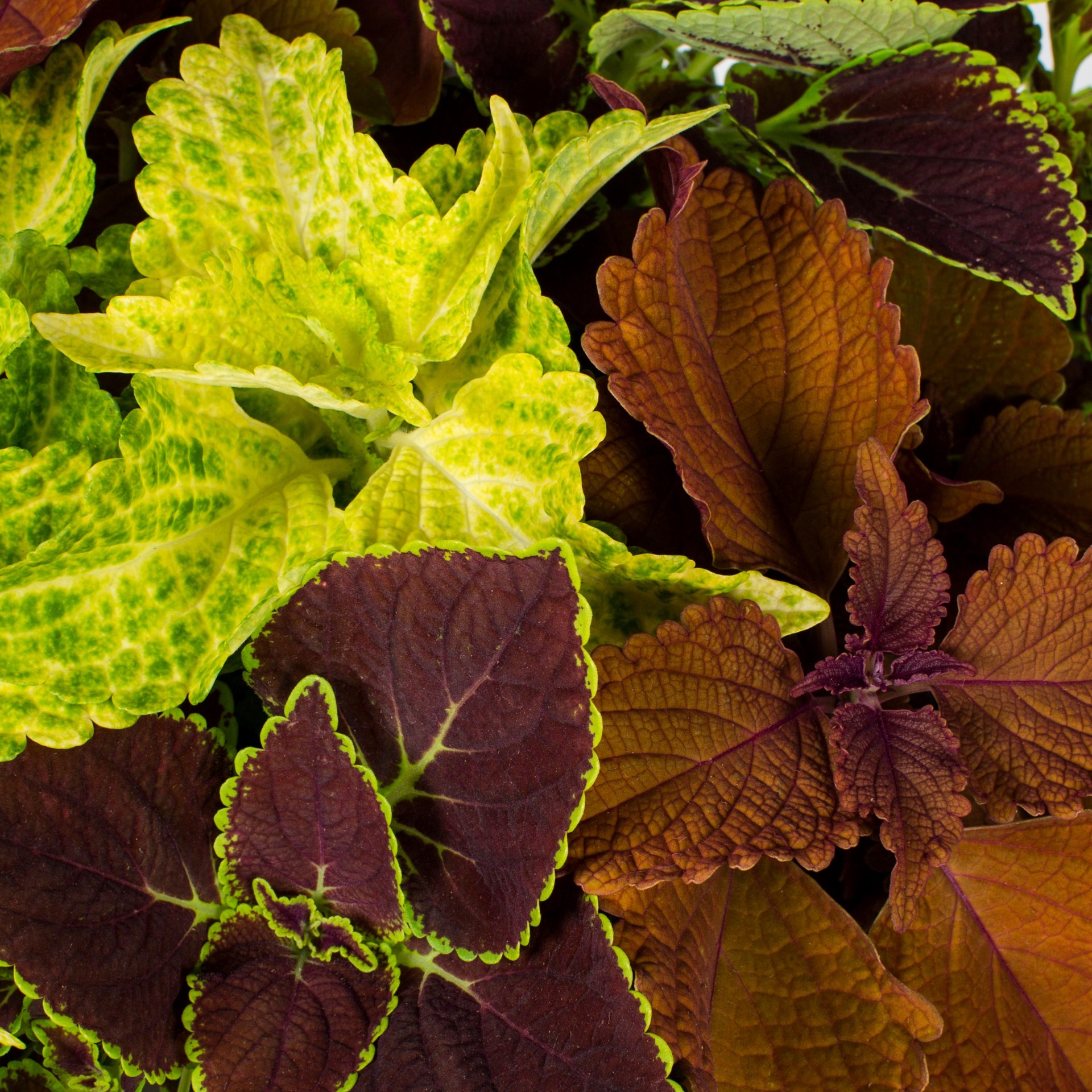 slide 4 of 4, Lowe's Lavender Coleus in 9-Pack Tray 9-Pack, 1 ct