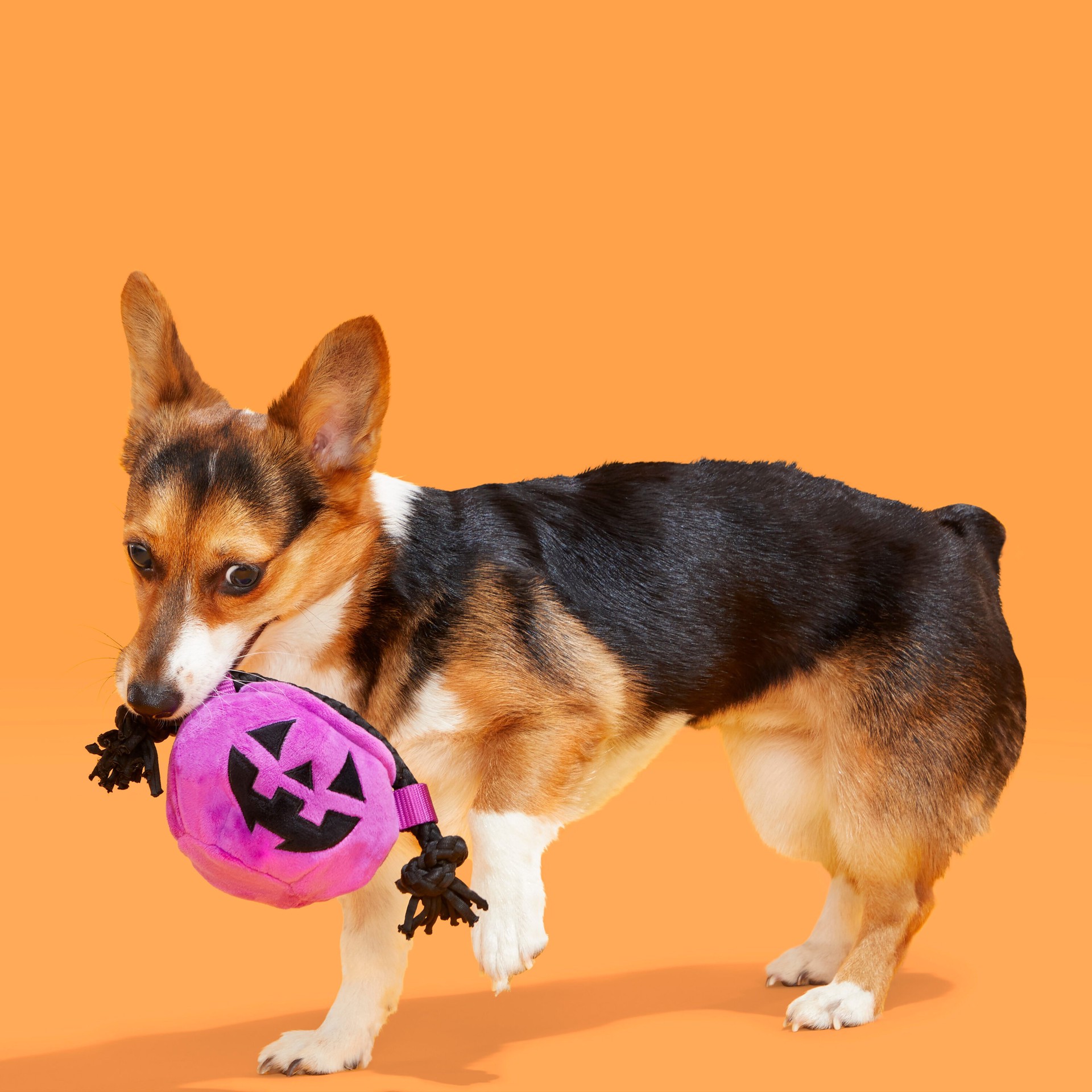 slide 4 of 6, BARK Howloween Plush Interactive Dog Toy, 1 ct