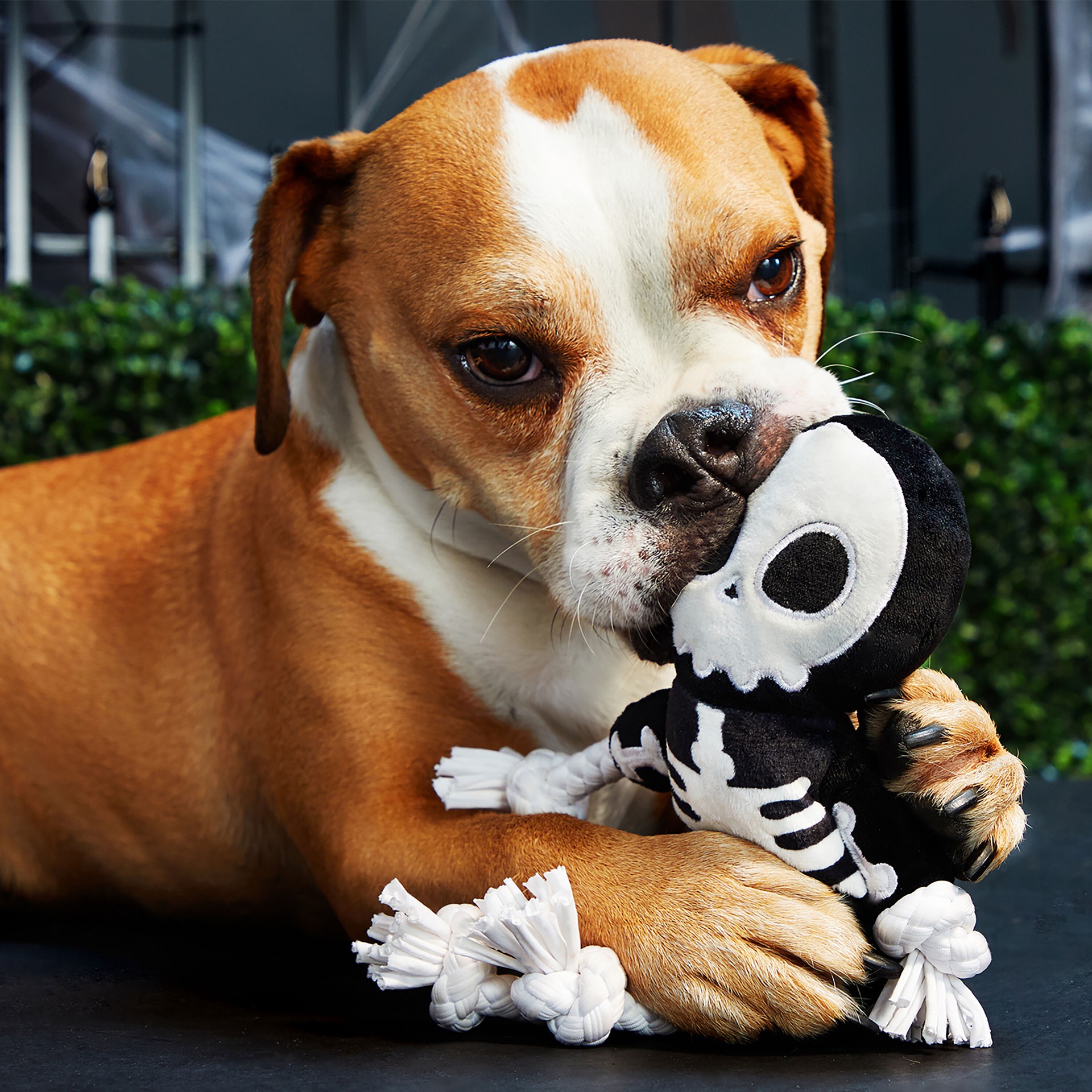 slide 6 of 6, BARK Howloween Nylon Plush Dog Toy, 1 ct