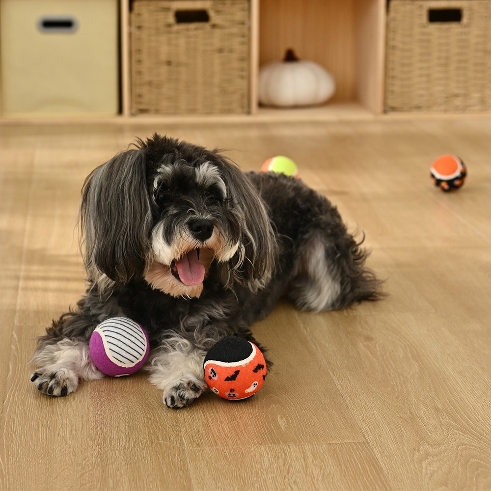 slide 2 of 6, Haunted Living Rubber Interactive Dog Toy, 1 ct