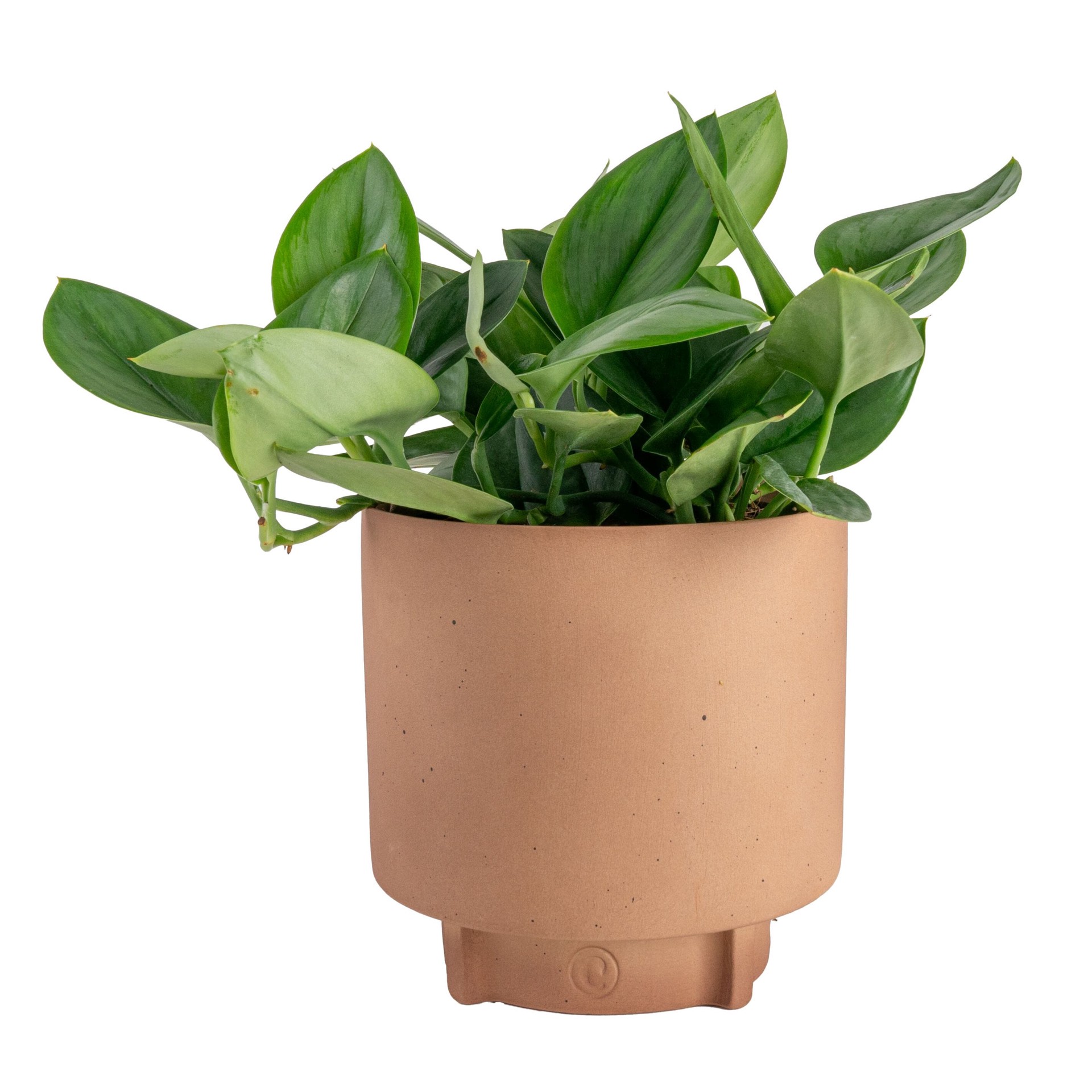 slide 3 of 6, Costa Farms Scindapsus House plant in 1.4 Quart(s) Self-watering pot 1 -Pack, 1 ct