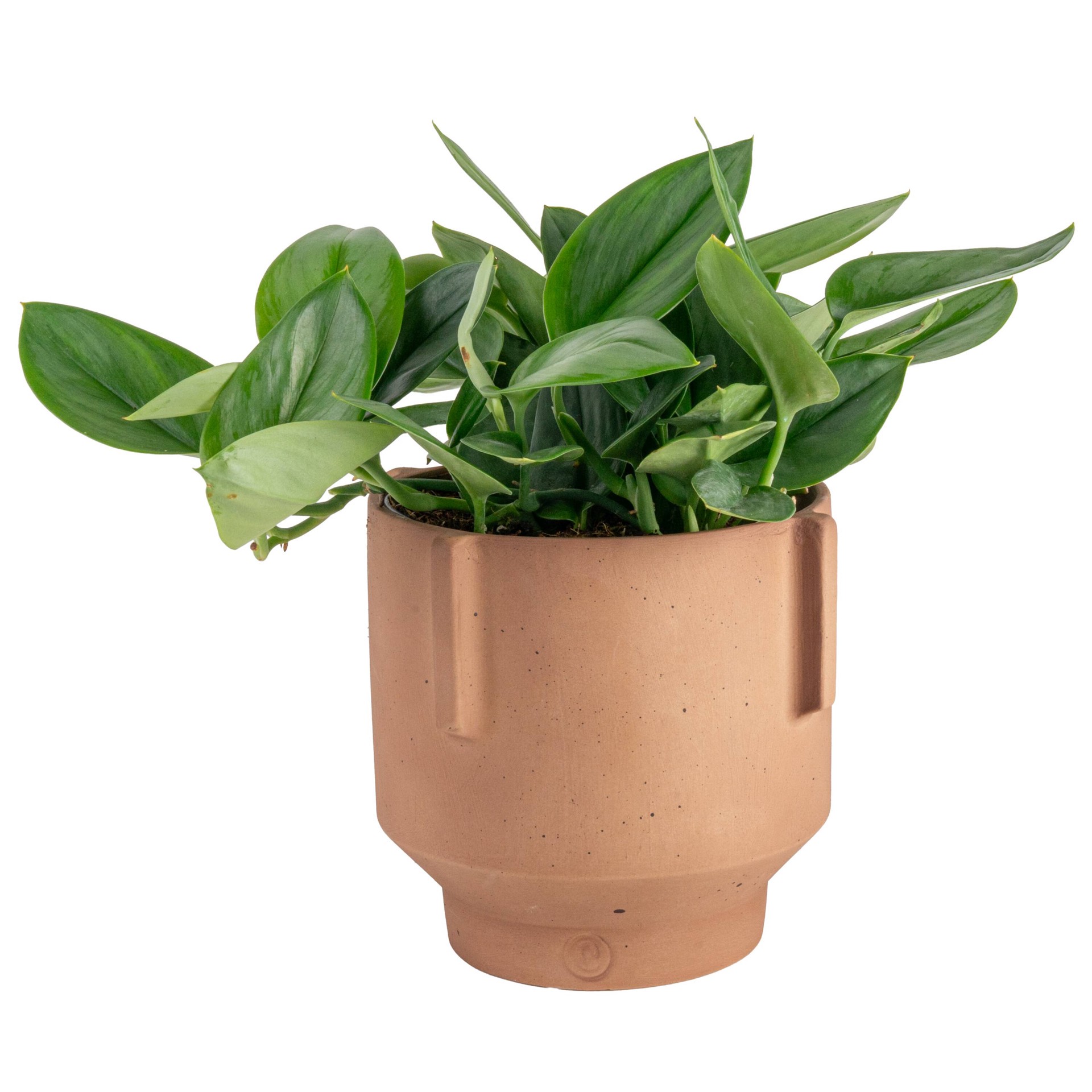 slide 4 of 6, Costa Farms Scindapsus House plant in 1.4 Quart(s) Self-watering pot 1 -Pack, 1 ct