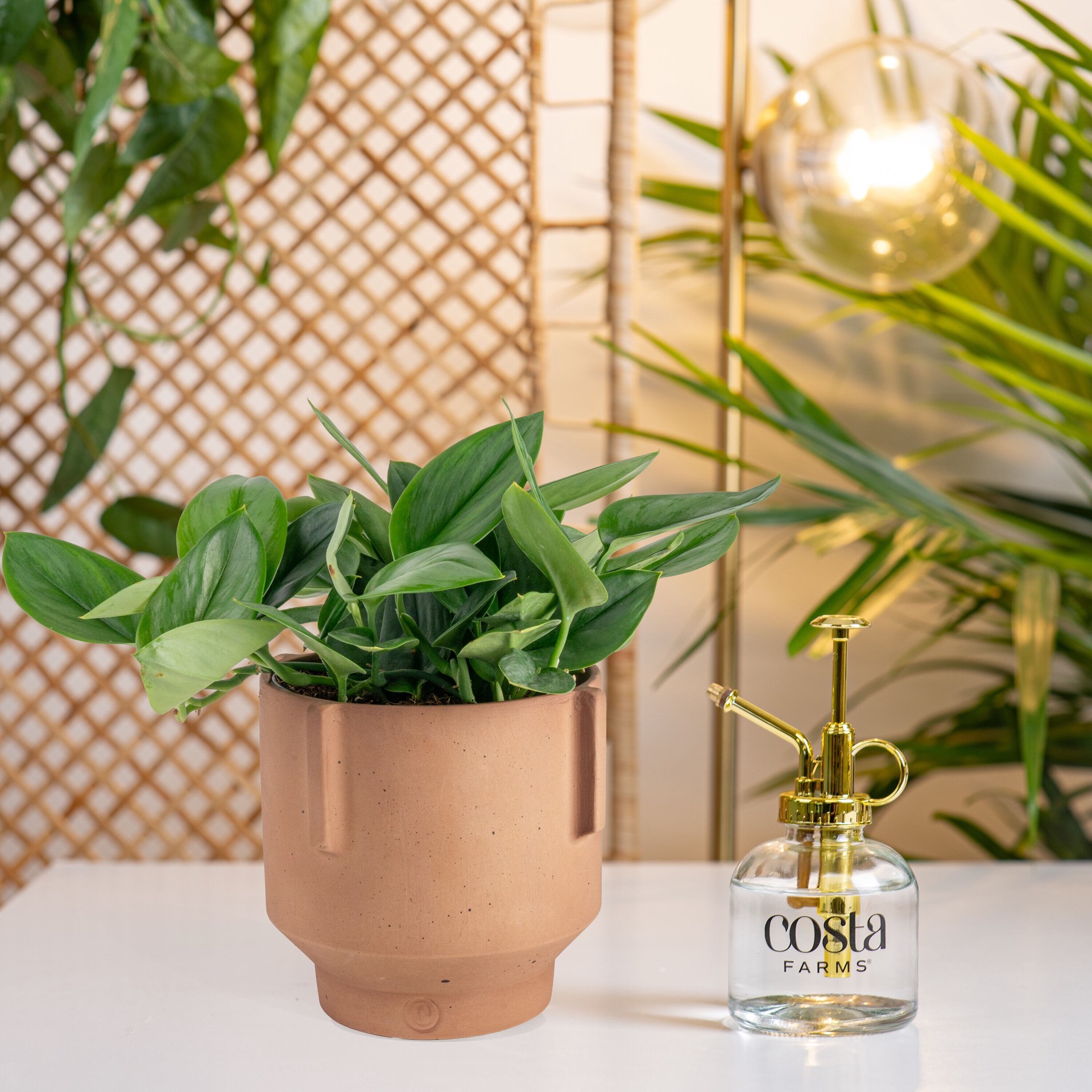 slide 5 of 6, Costa Farms Scindapsus House plant in 1.4 Quart(s) Self-watering pot 1 -Pack, 1 ct