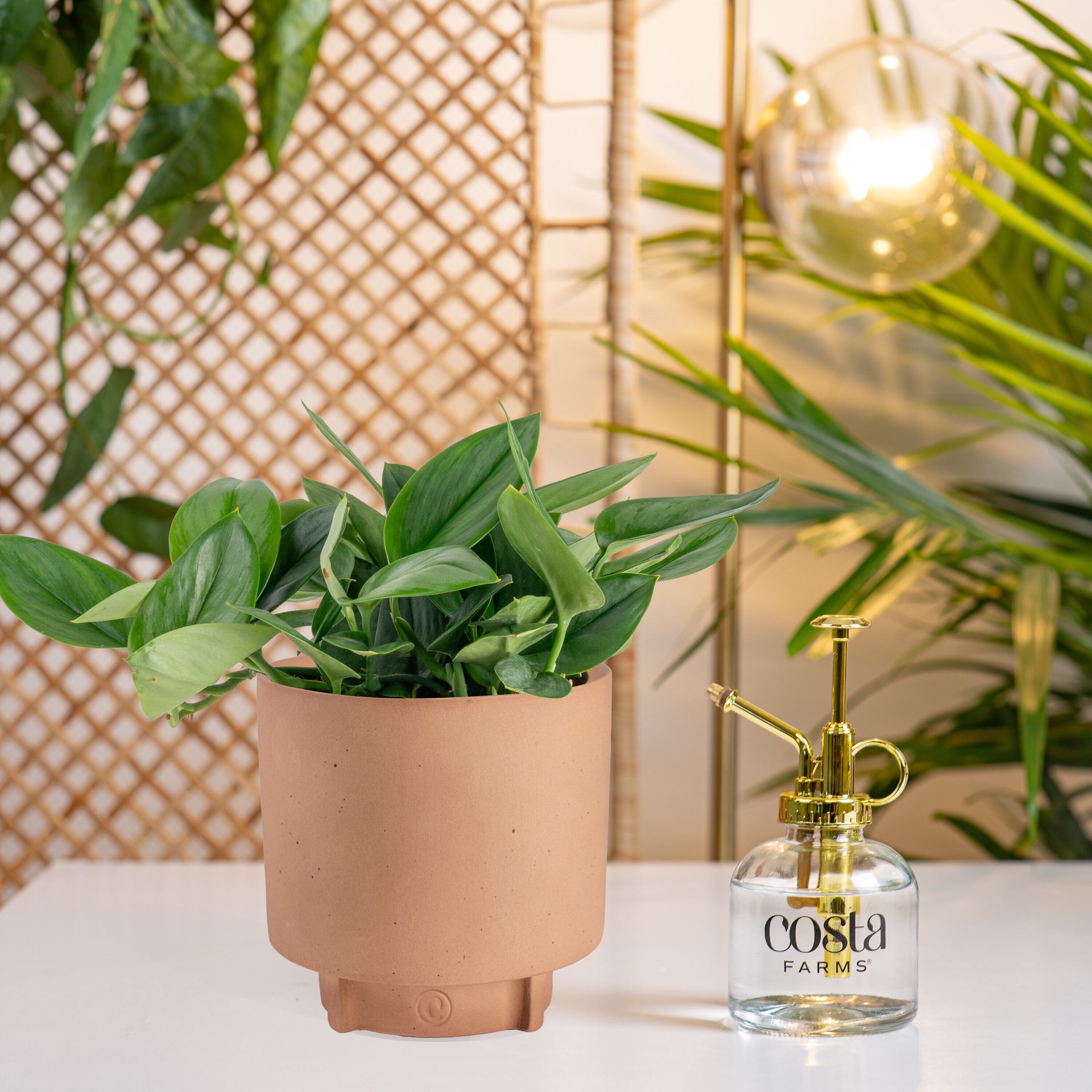 slide 6 of 6, Costa Farms Scindapsus House plant in 1.4 Quart(s) Self-watering pot 1 -Pack, 1 ct