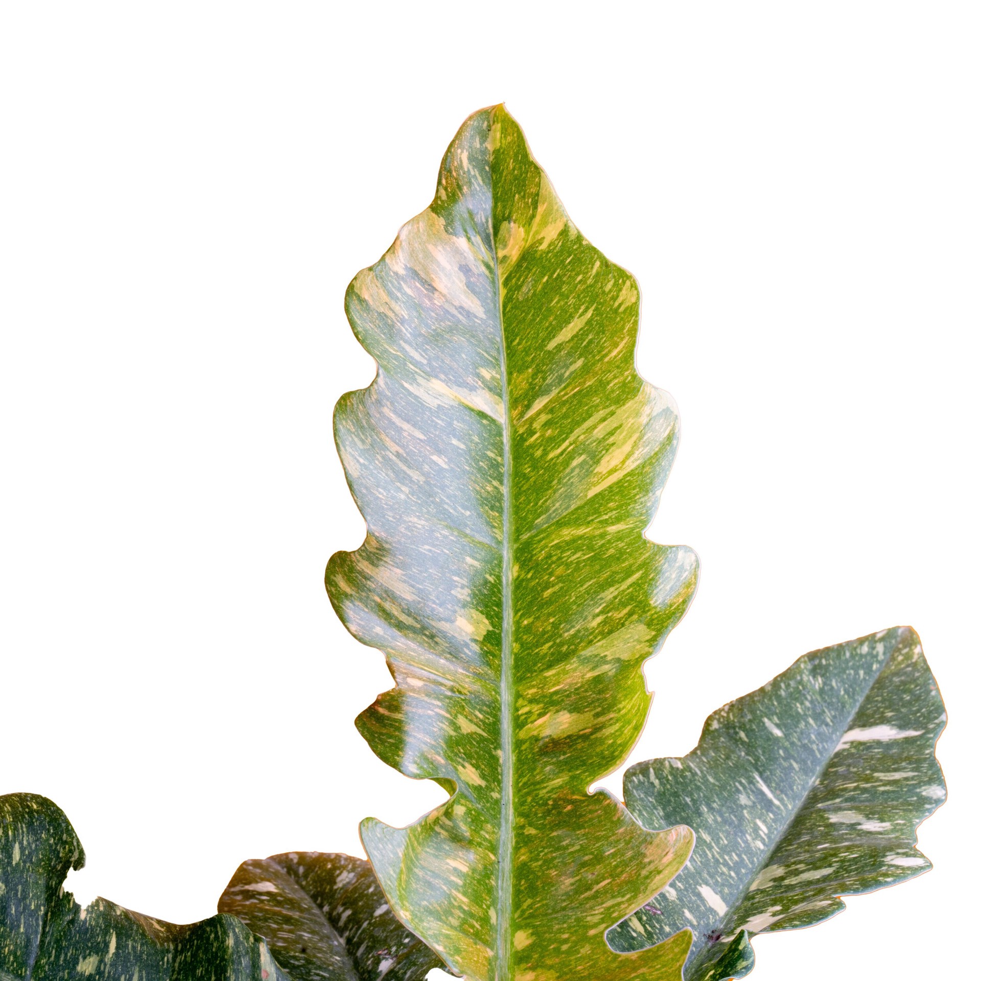 slide 2 of 6, Costa Farms Asstd. Philodendron House plant in 1.4 Quart(s) Planter 1 -Pack, 1 ct