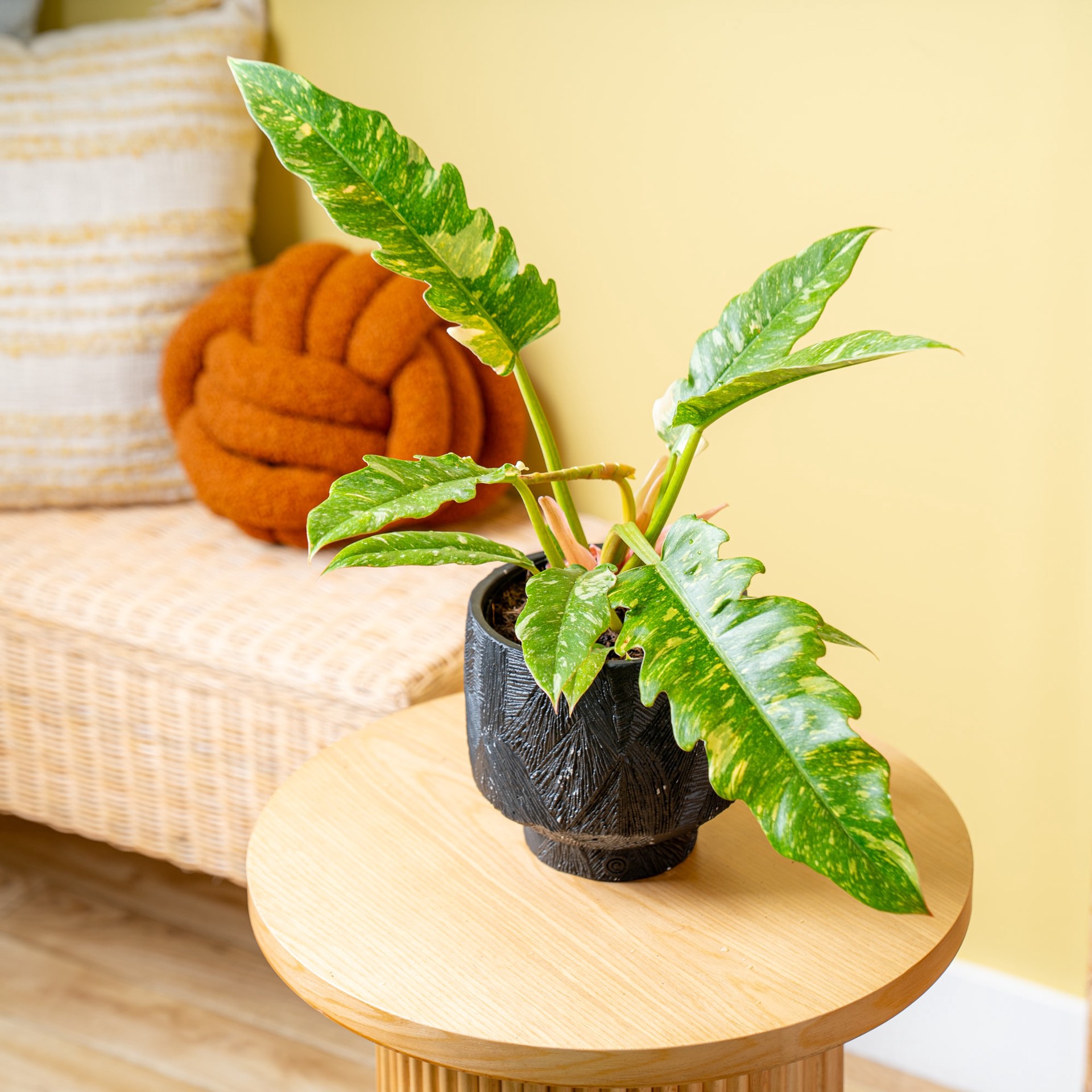 slide 3 of 6, Costa Farms Asstd. Philodendron House plant in 1.4 Quart(s) Planter 1 -Pack, 1 ct