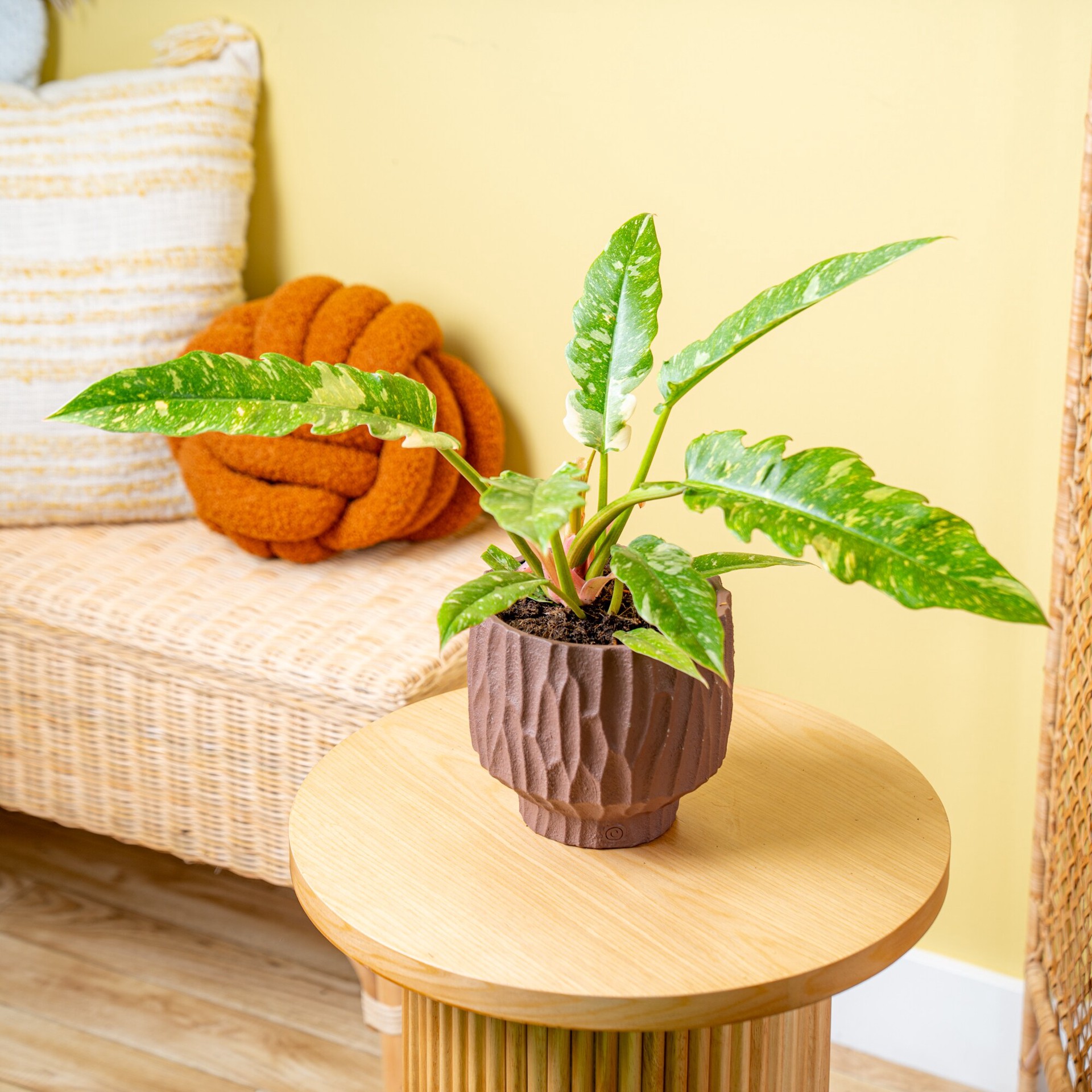 slide 5 of 6, Costa Farms Asstd. Philodendron House plant in 1.4 Quart(s) Planter 1 -Pack, 1 ct