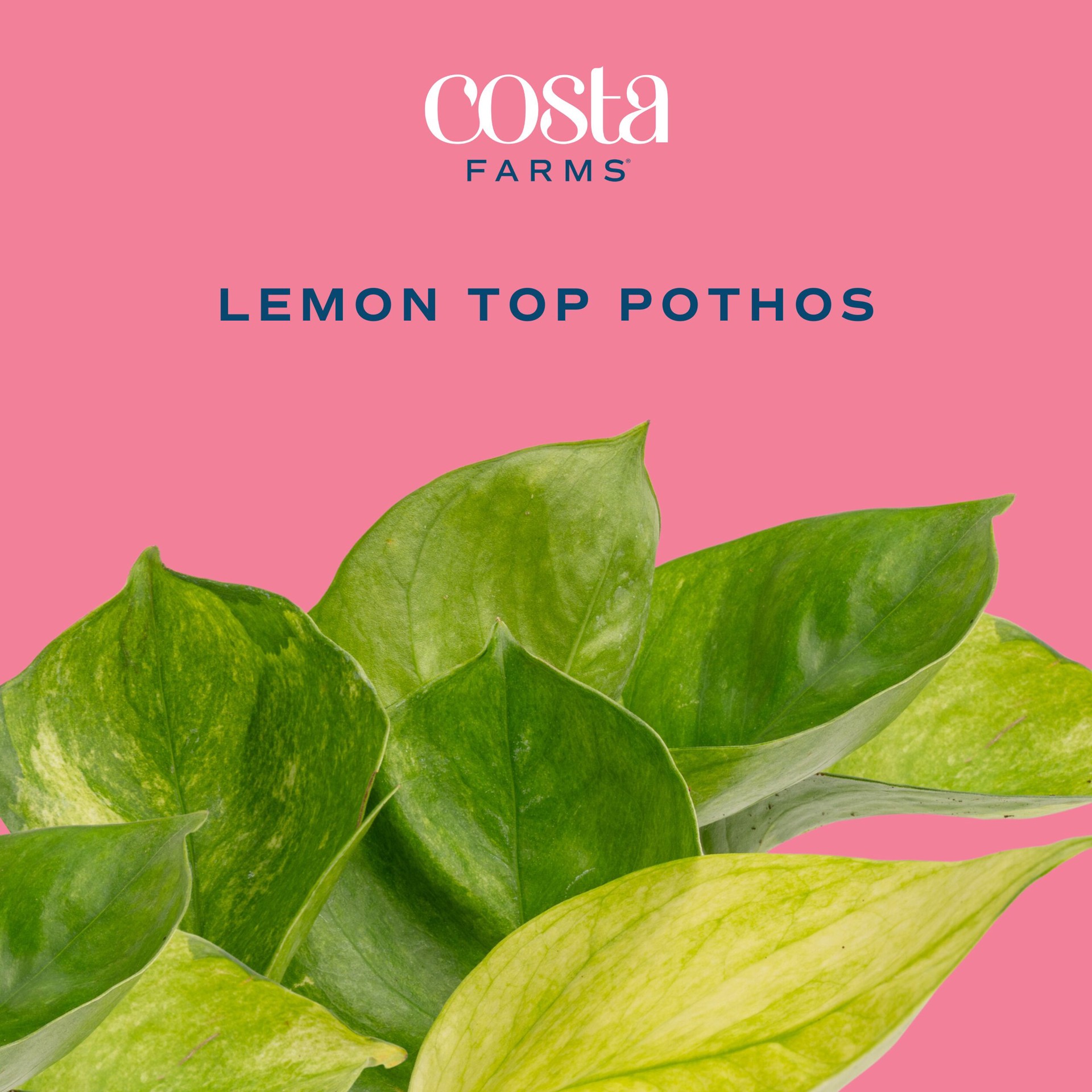 slide 2 of 6, Costa Farms Pothos House plant in 1.4 Quart(s) Self-watering pot 1 -Pack, 1 ct
