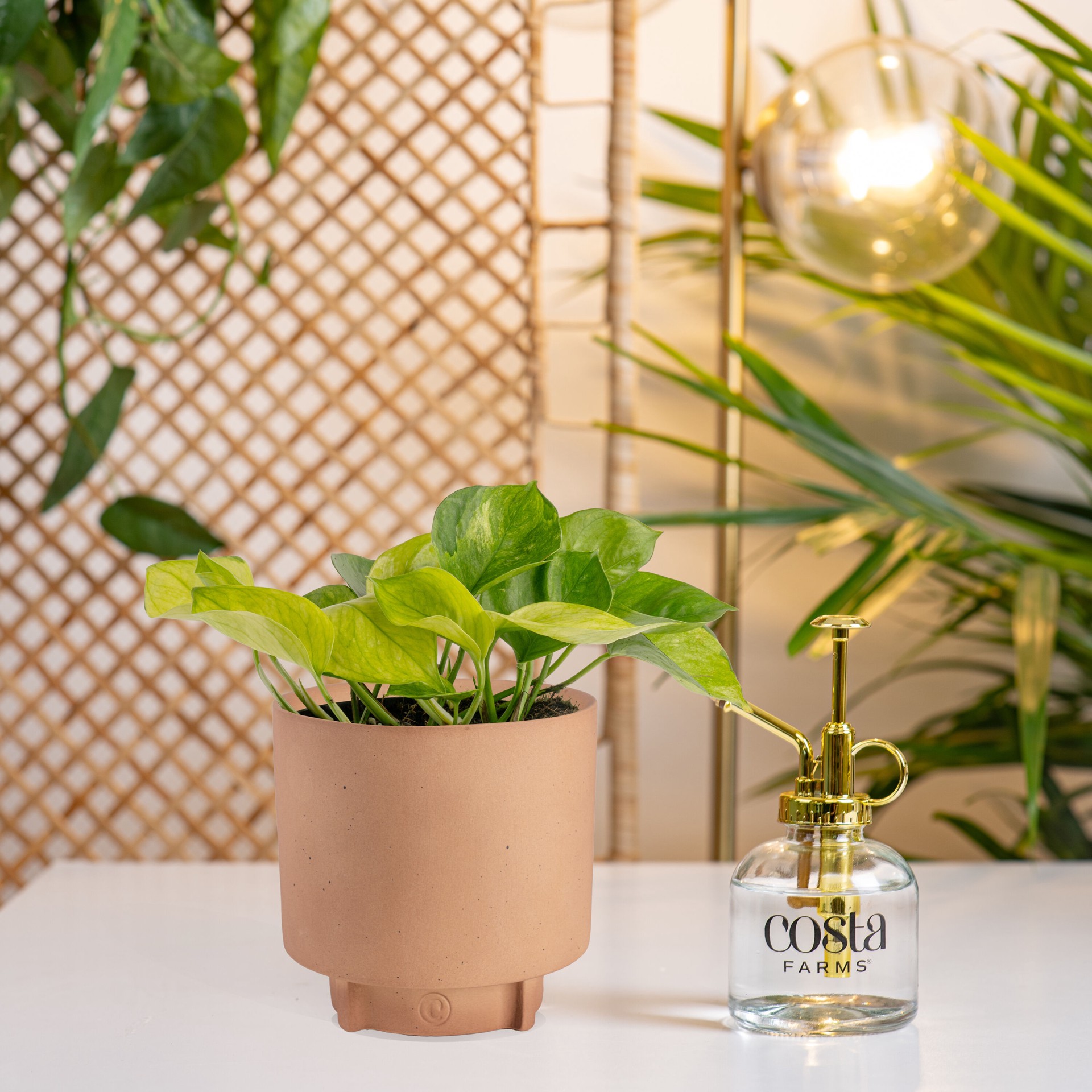 slide 3 of 6, Costa Farms Pothos House plant in 1.4 Quart(s) Self-watering pot 1 -Pack, 1 ct