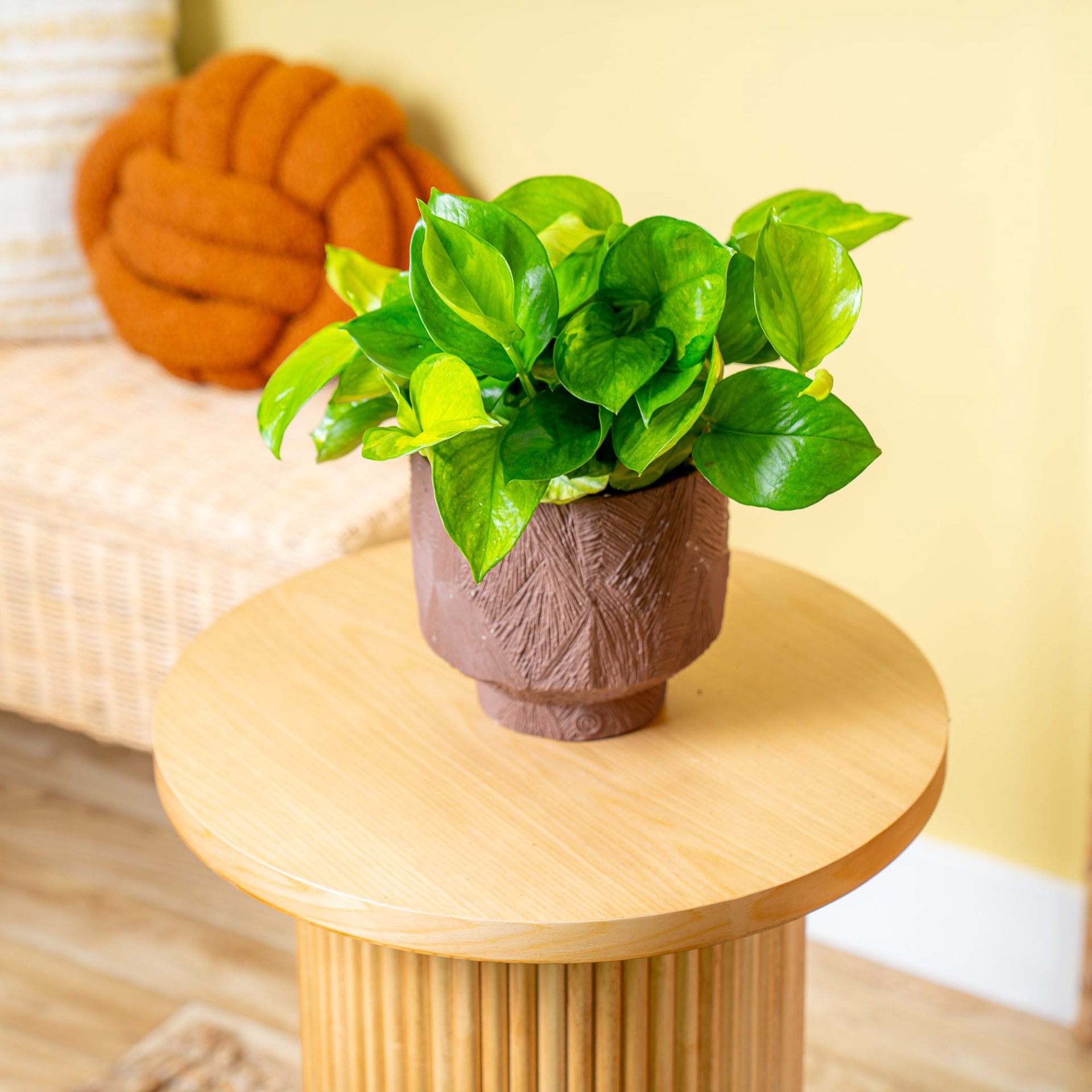 slide 4 of 6, Costa Farms Pothos House plant in 1.4 Quart(s) Self-watering pot 1 -Pack, 1 ct