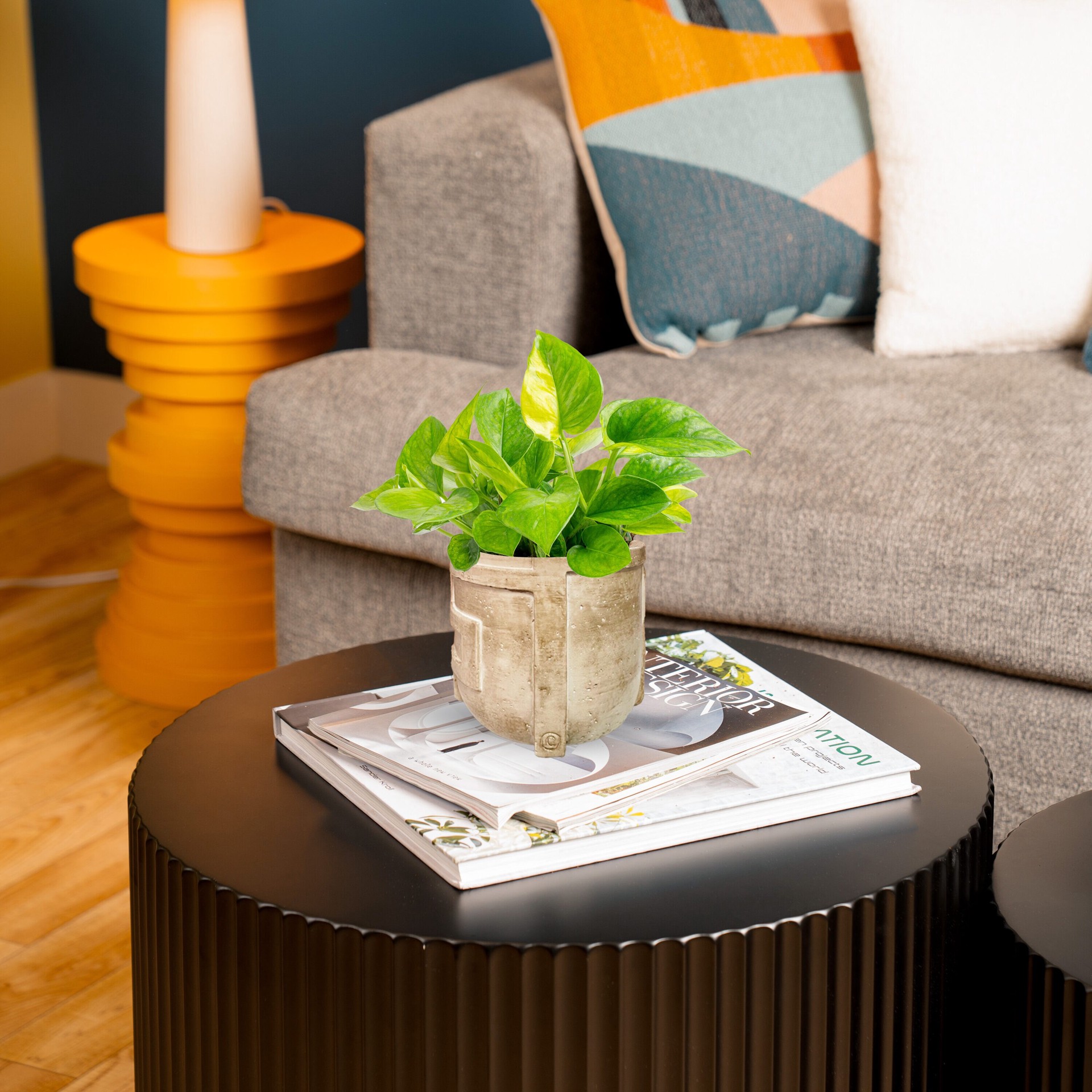 slide 5 of 6, Costa Farms Pothos House plant in 1.4 Quart(s) Self-watering pot 1 -Pack, 1 ct