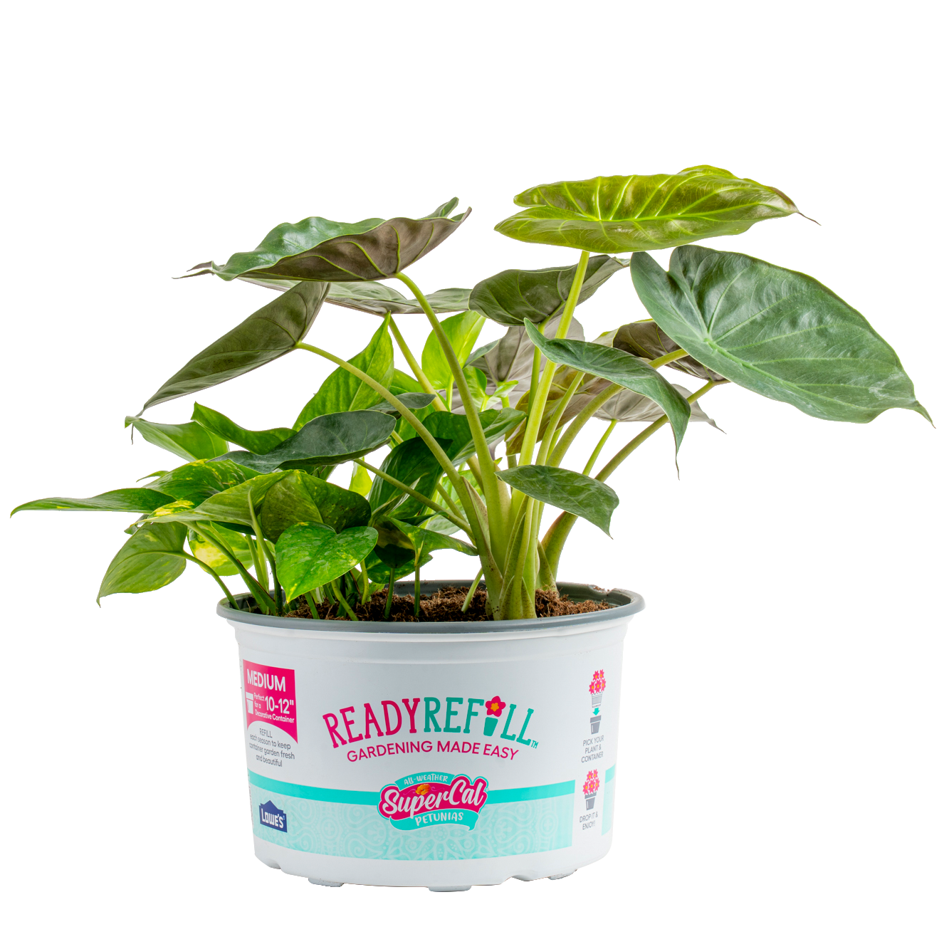 slide 2 of 6, Ready Refill Asstd. Foliage House plant in 1.5 Gallon(s) Pot 1 -Pack, 1 ct