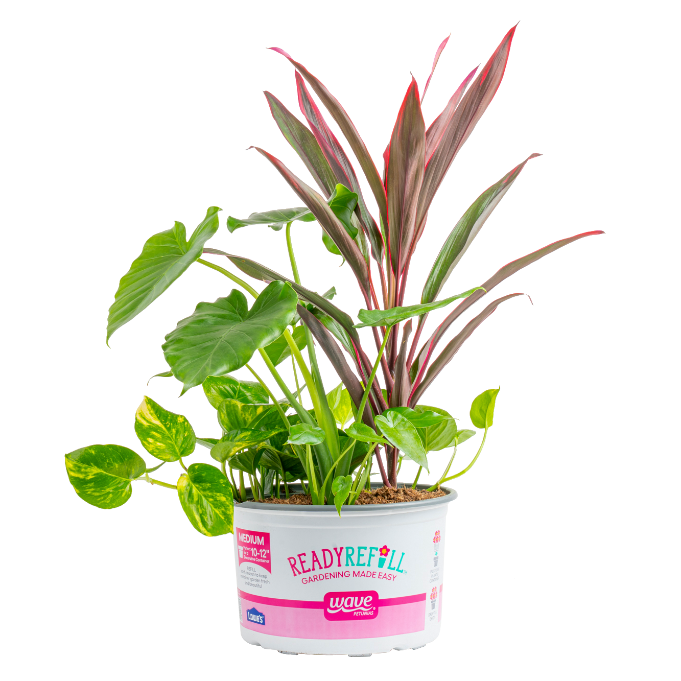 slide 3 of 6, Ready Refill Asstd. Foliage House plant in 1.5 Gallon(s) Pot 1 -Pack, 1 ct