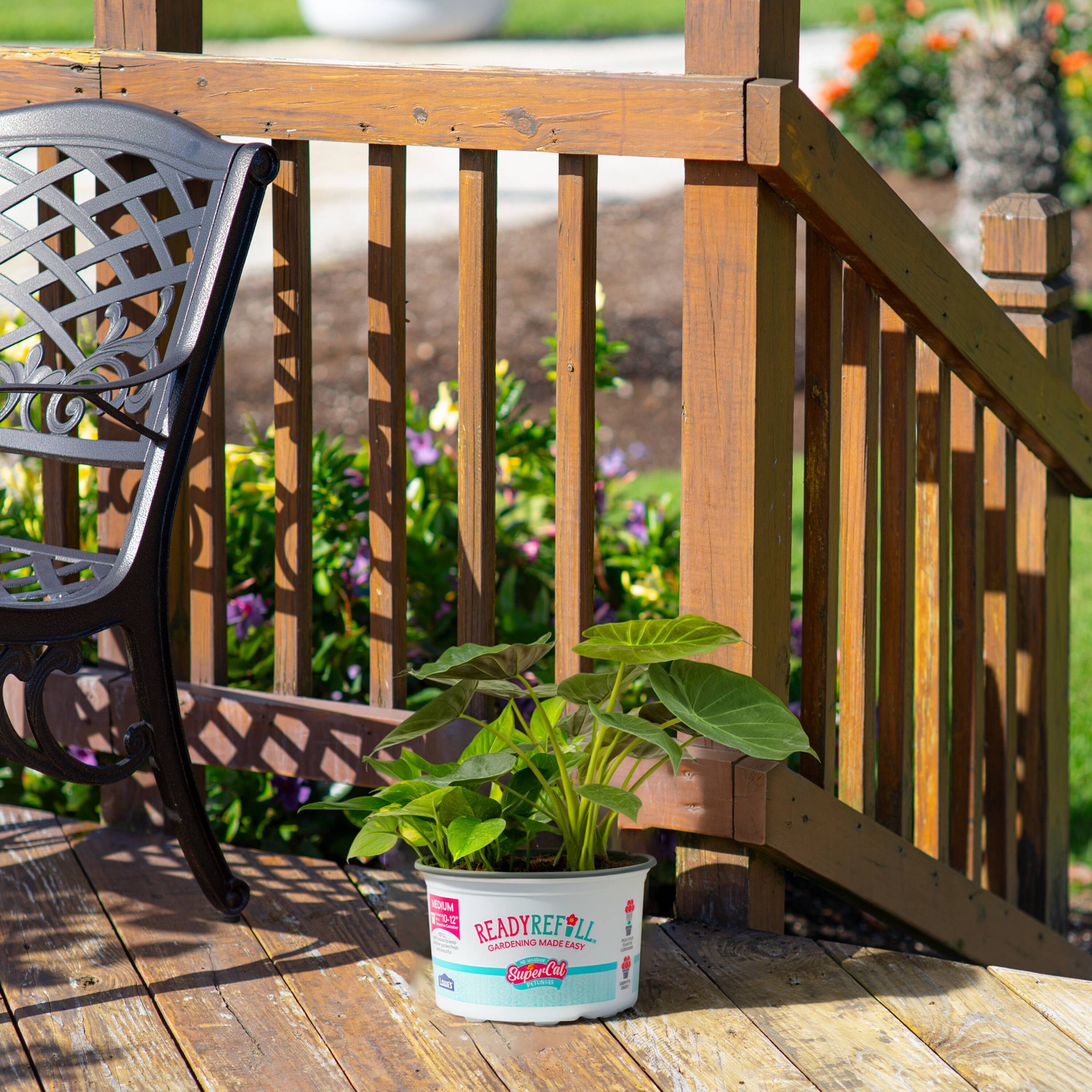 slide 5 of 6, Ready Refill Asstd. Foliage House plant in 1.5 Gallon(s) Pot 1 -Pack, 1 ct