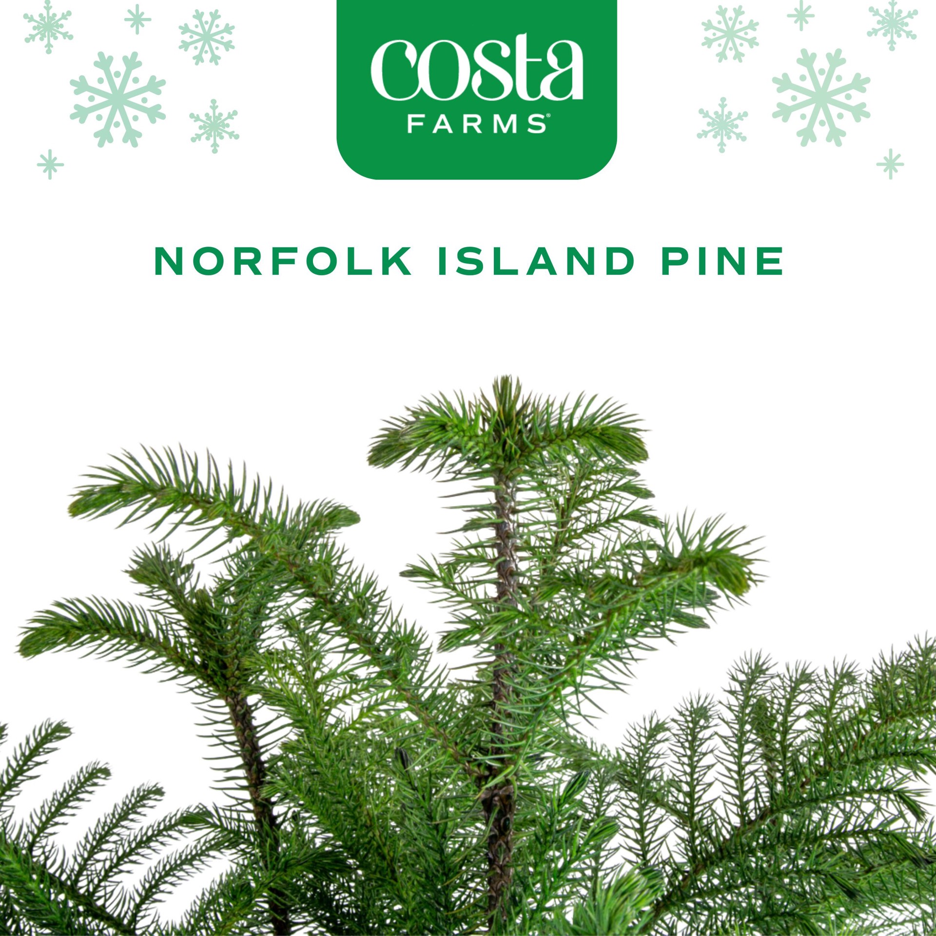 slide 2 of 6, Costa Farms Norfolk Island Pine House plant in 2.25 Gallon(s) Pot 1 -Pack, 1 ct