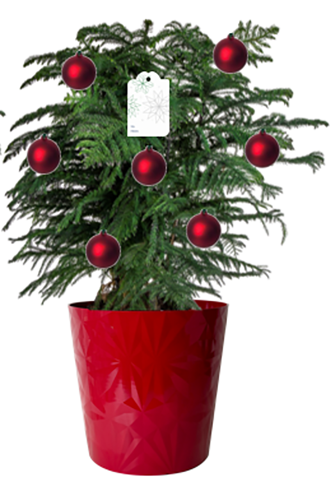 slide 3 of 6, Costa Farms Norfolk Island Pine House plant in 2.25 Gallon(s) Pot 1 -Pack, 1 ct