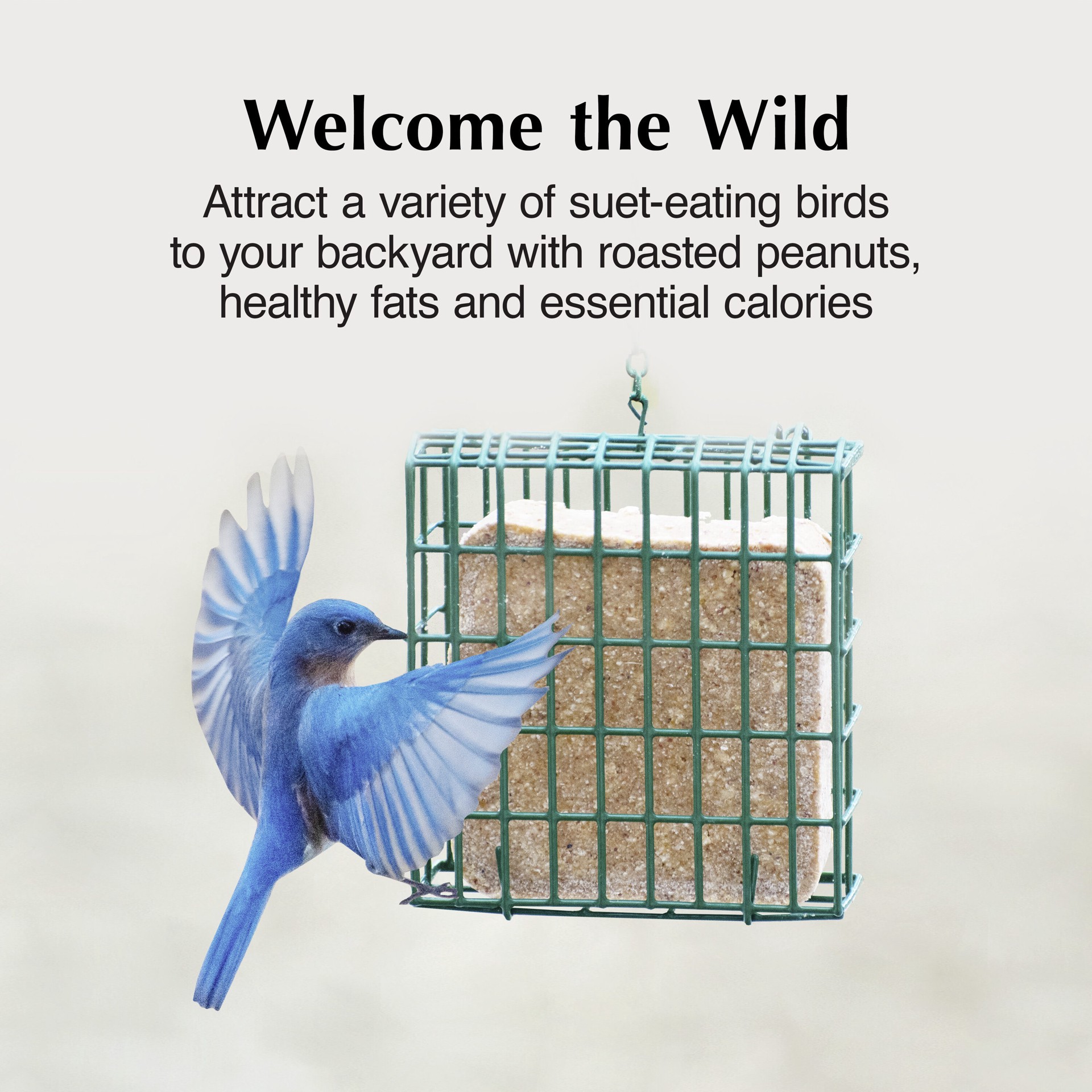 slide 3 of 6, C&S Woodpecker Dough Value Pack (blend) Suet 6 Pound(s), 1 ct