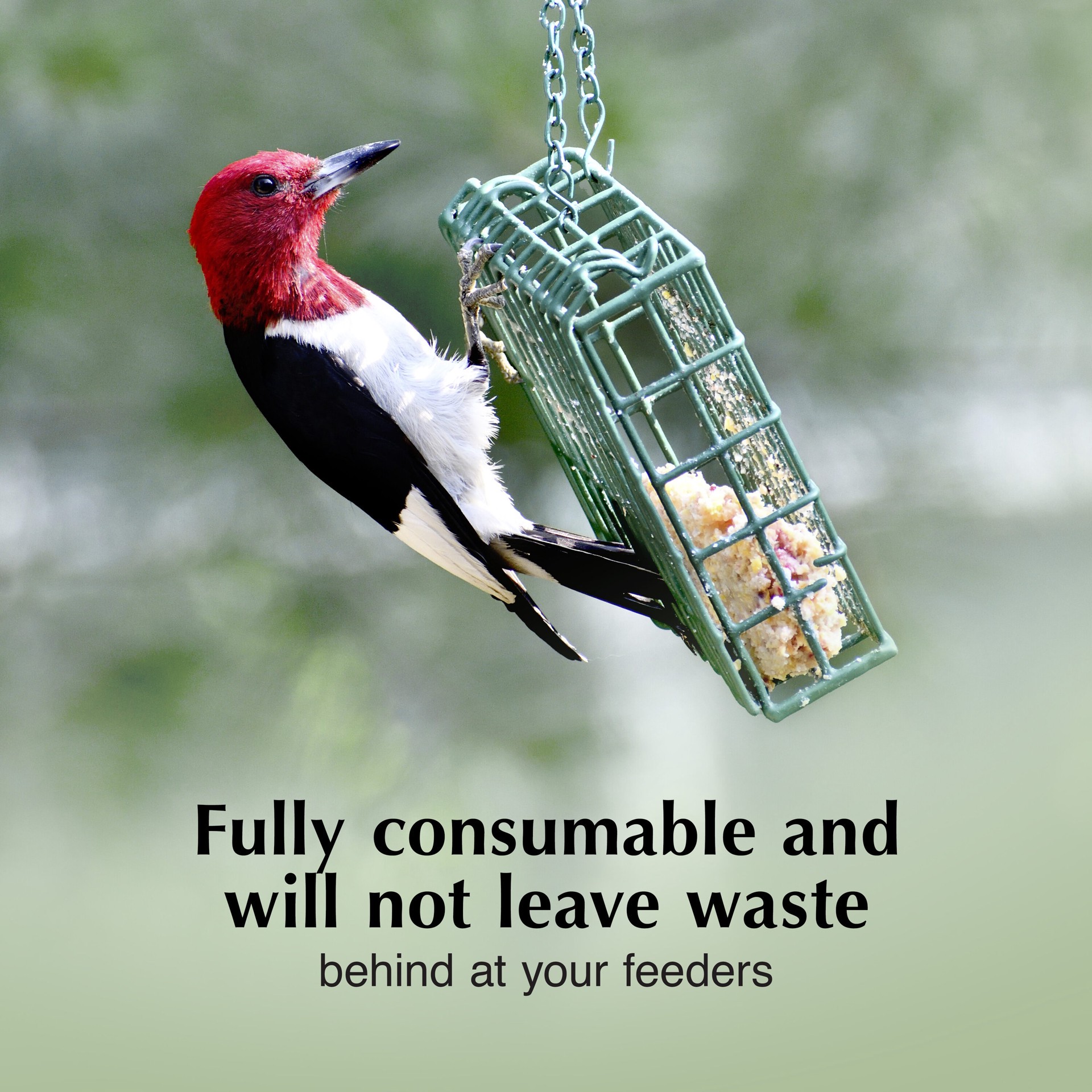 slide 4 of 6, C&S Woodpecker Dough Value Pack (blend) Suet 6 Pound(s), 1 ct