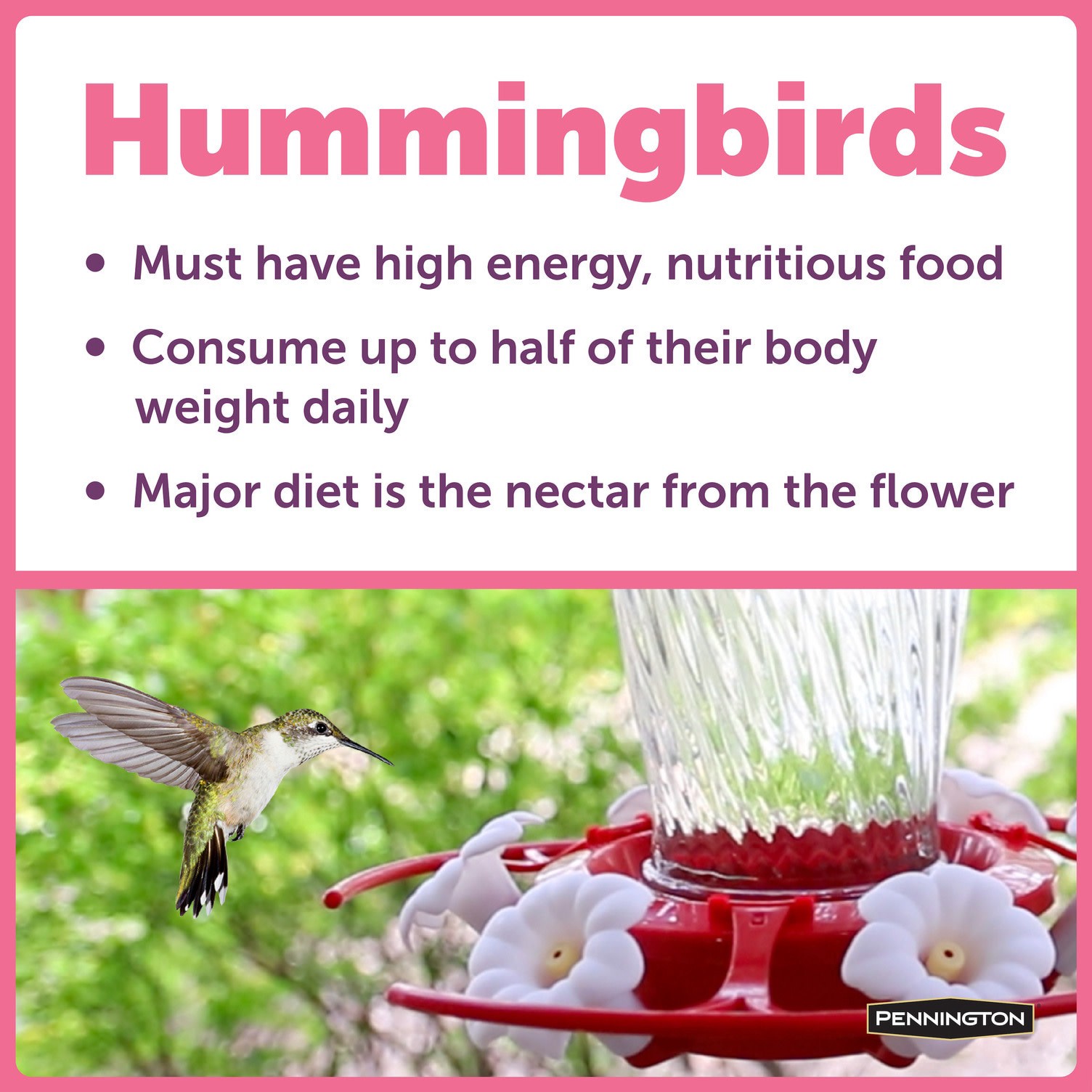 slide 6 of 6, Pennington Ultra Electro-Nectar Sugar Hummingbird nectar 16 Ounce(s), 1 ct