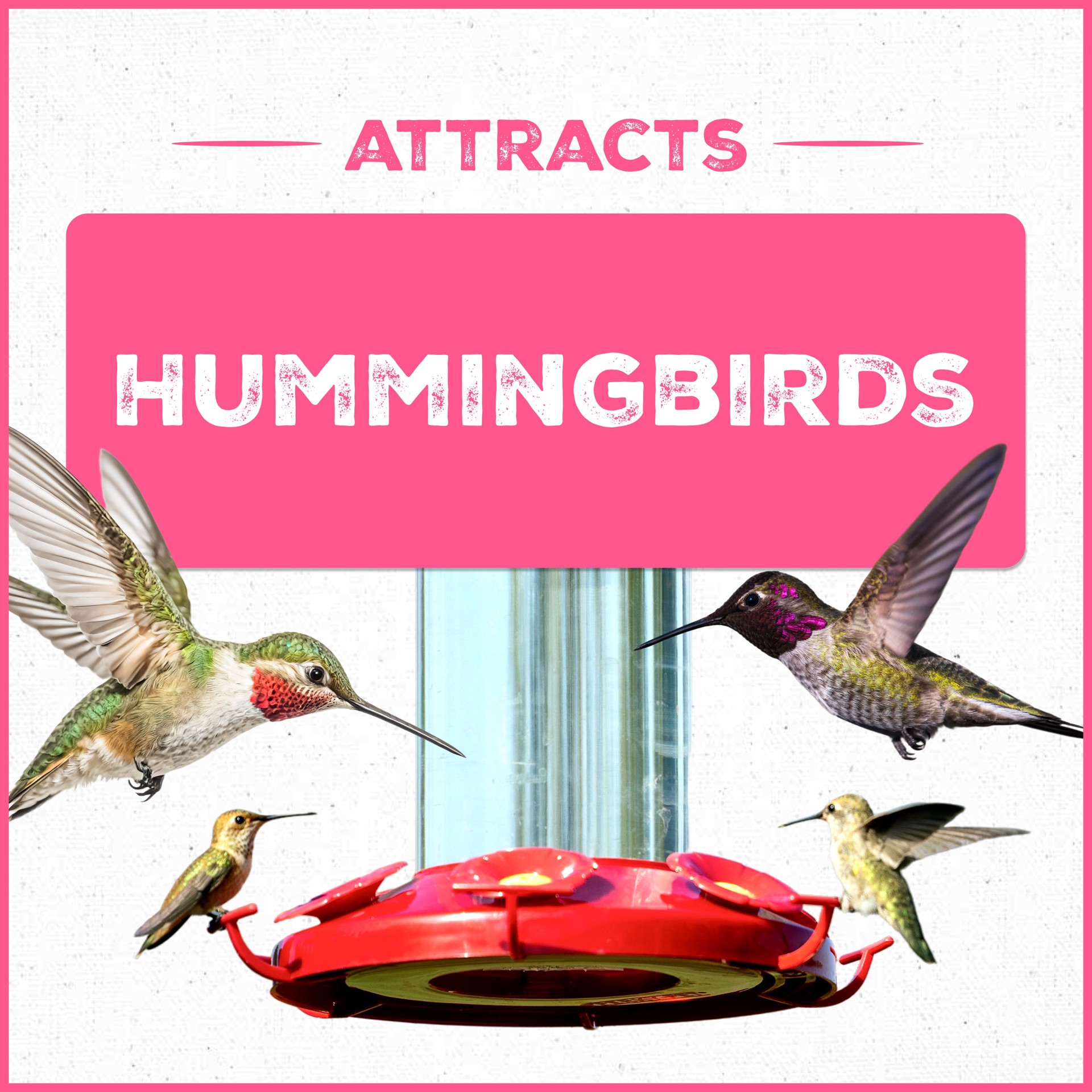 slide 2 of 6, Pennington Ultra Electro-Nectar Sugar Hummingbird nectar 80 Ounce(s), 1 ct