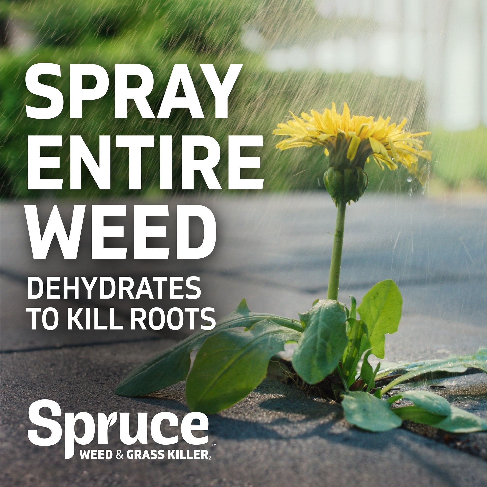 slide 6 of 6, Spruce Snap and Spray Manual Starter Kit 64 -fl oz Trigger spray Weed and Grass Killer, 1 ct