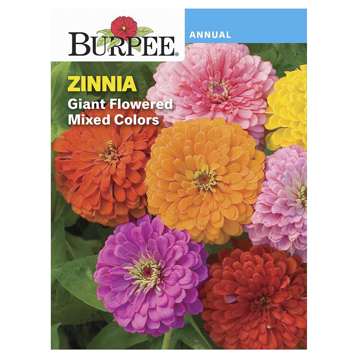 slide 1 of 5, Burpee Giant Flowered Zinnia Seeds - Multi-Color, 800 mg