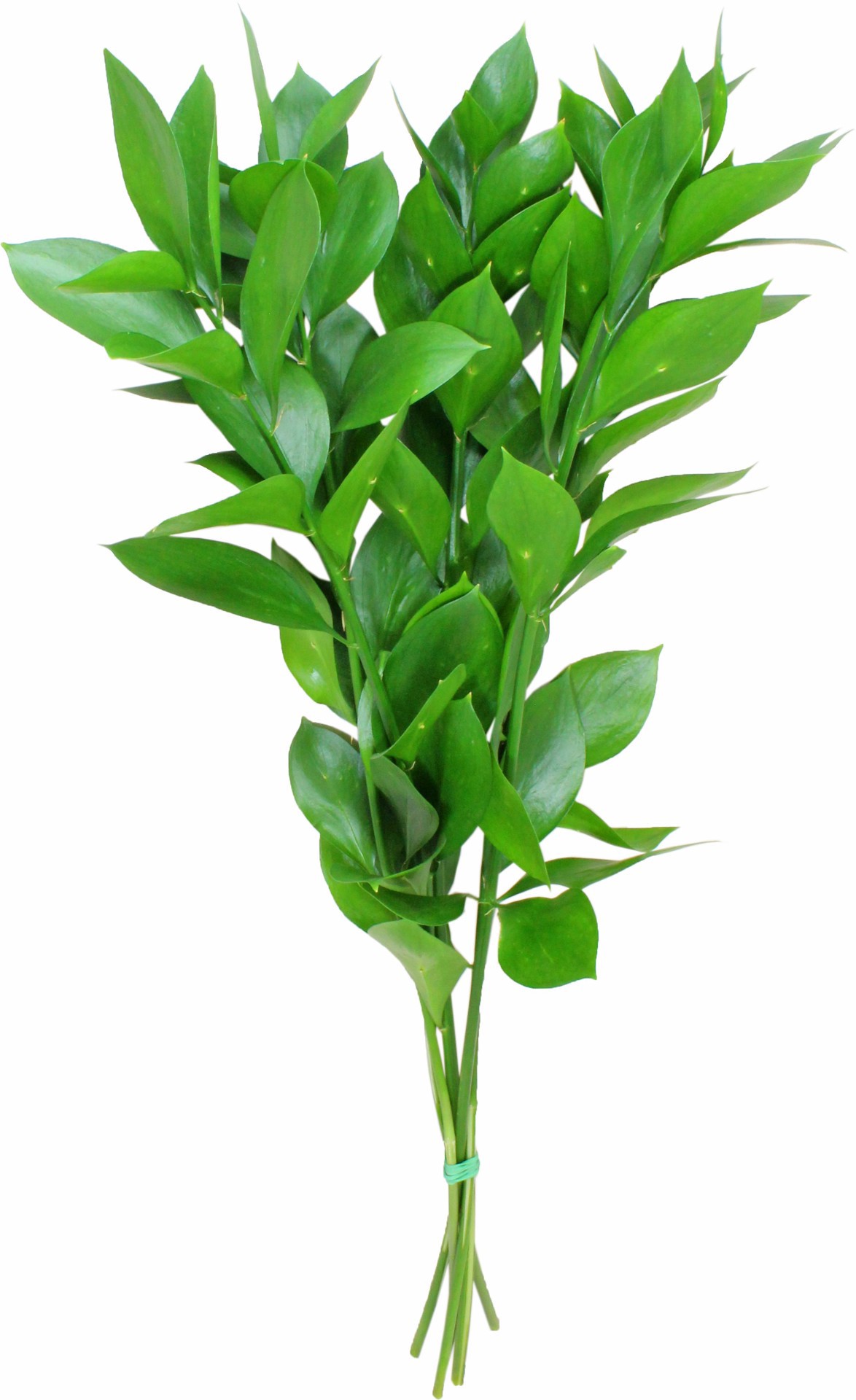 slide 1 of 1, Ruscus Israeli, 1 ct