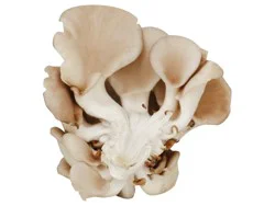 Oyster Mushrooms