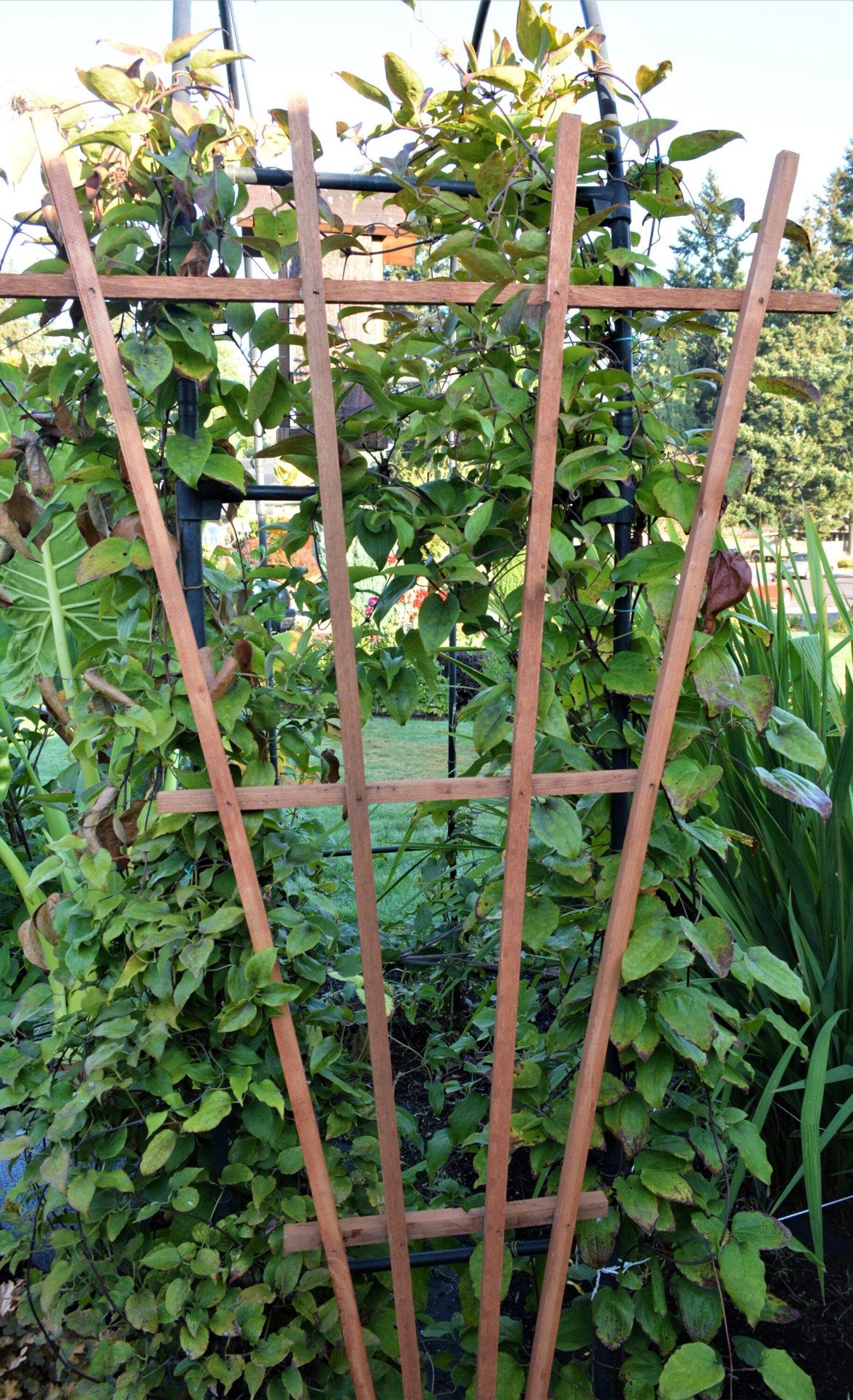slide 5 of 6, Garden Architecture 32-in W x 72-in H Brown stain wood Traditional Garden Trellis For Climbing Plants For Roses, 1 ct