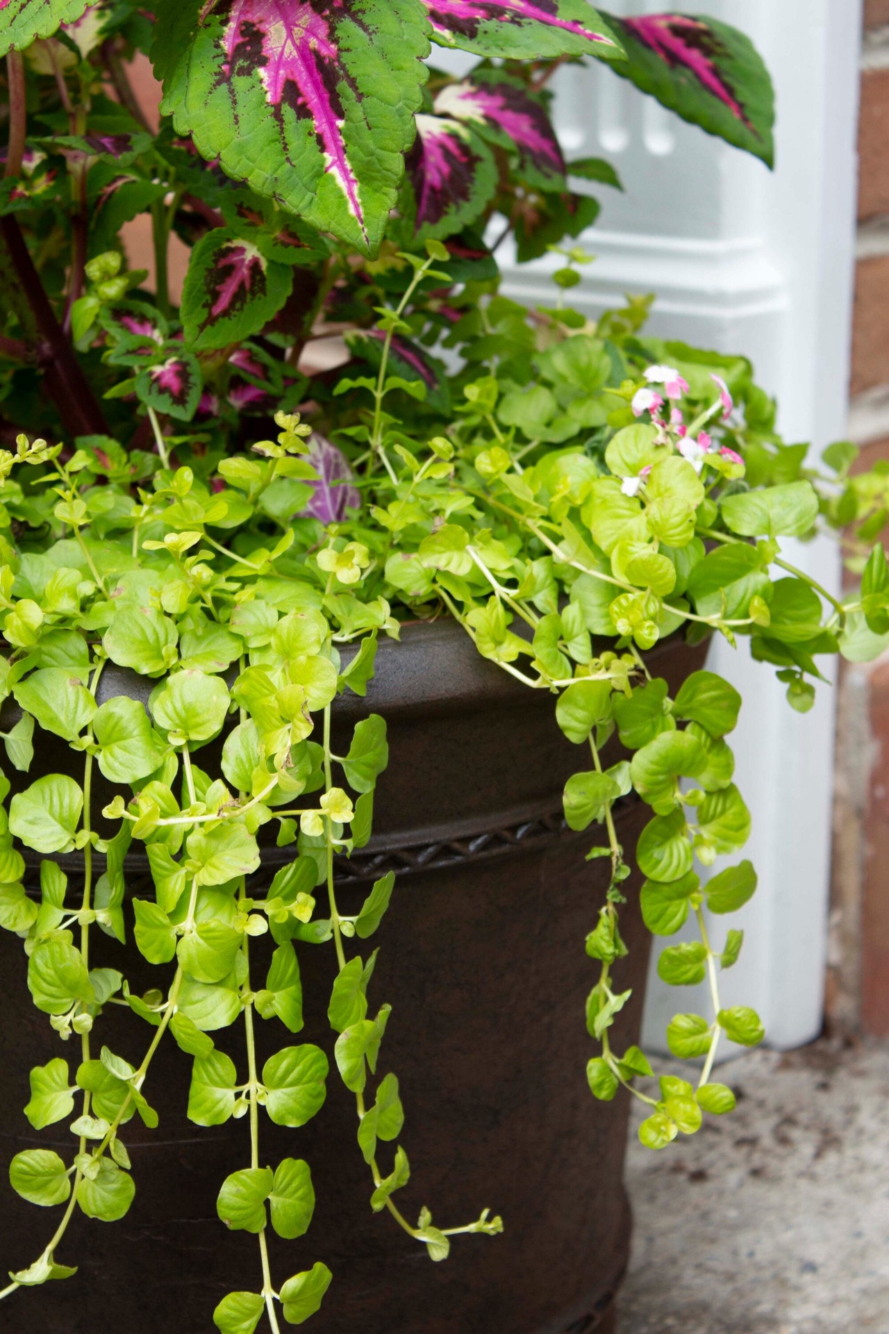 slide 5 of 6, allen + roth Round 19.8-in W x 19.8-in L Brown Resin Indoor/Outdoor Planter, 1 ct