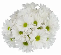 Green/White Poms