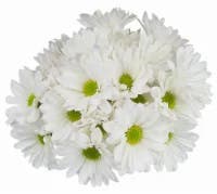 Green/White Poms