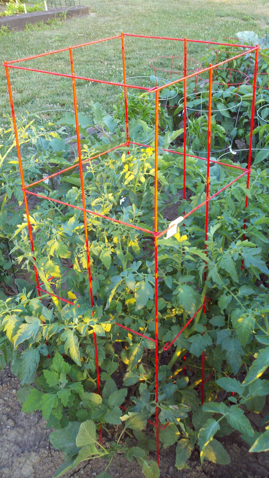 slide 3 of 4, 47-in Powder-coated galvanized steel wire Square Tomato Cage, 1 ct