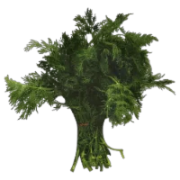Goodness Gardens Organic Dill Bunch