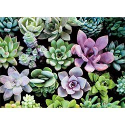 Avanti Flowering Cacti (Hens And Chicks) Blank Card, 4 In X 6 In, 1 Ct