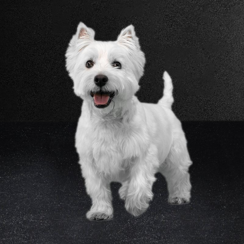 slide 3 of 16, Cesar Classic Loaf in Sauce Lamb and Gravy Flavor Small Breed Wet Dog Food - 3.5oz, 3.5 oz